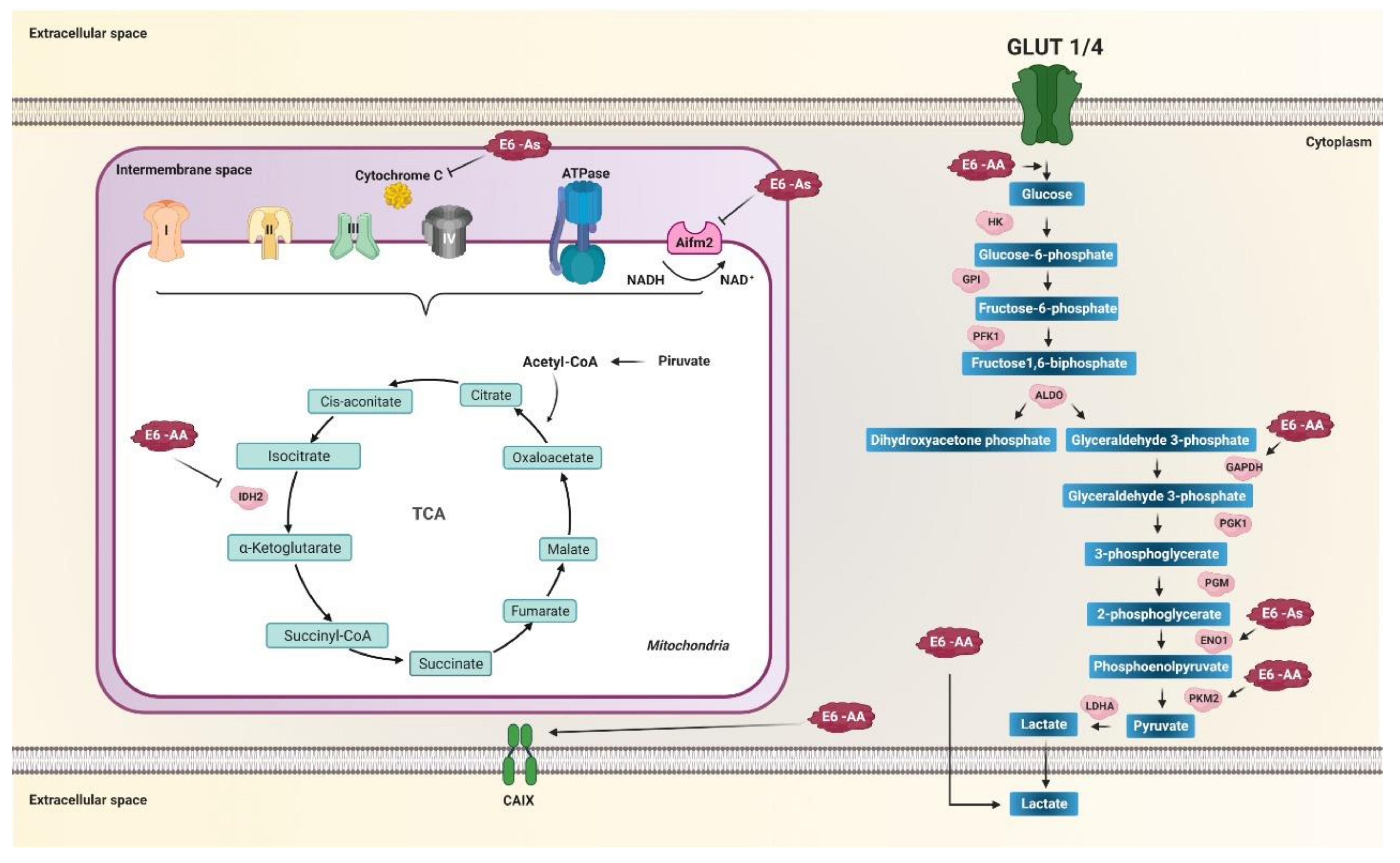 Pathogens 10 00347 g004