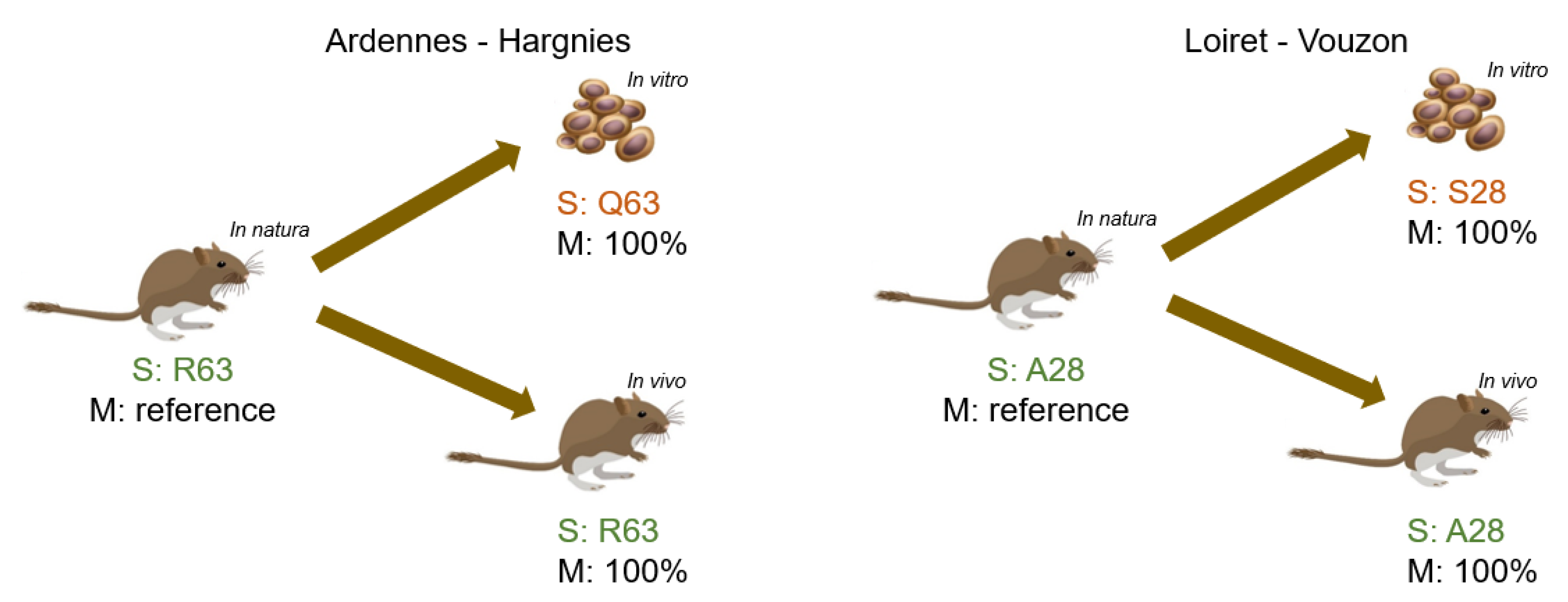 Pathogens 10 00349 g002