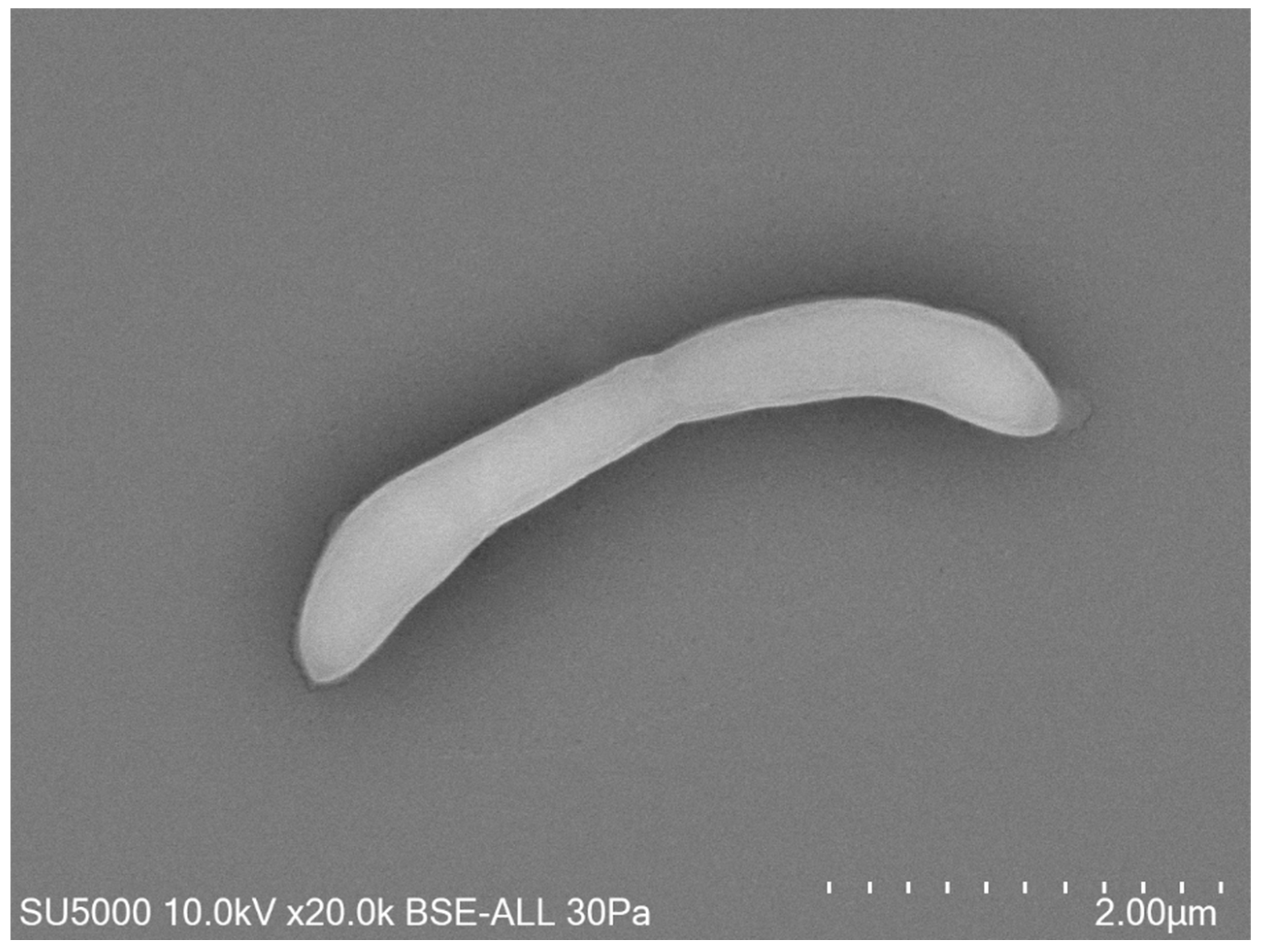 Pathogens 10 00367 g002 Pathogens 10 00367 g002