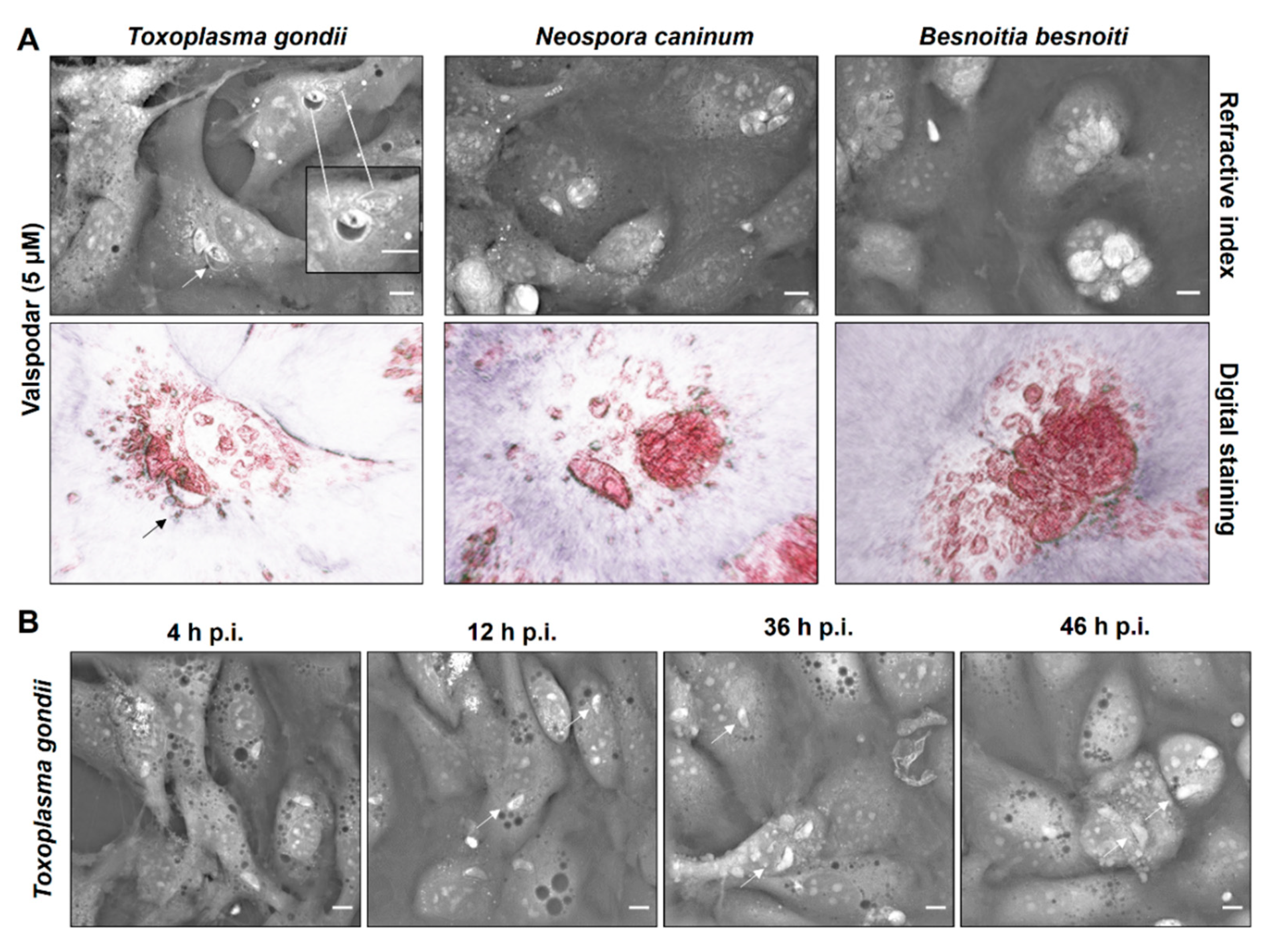 Pathogens 10 00395 g007