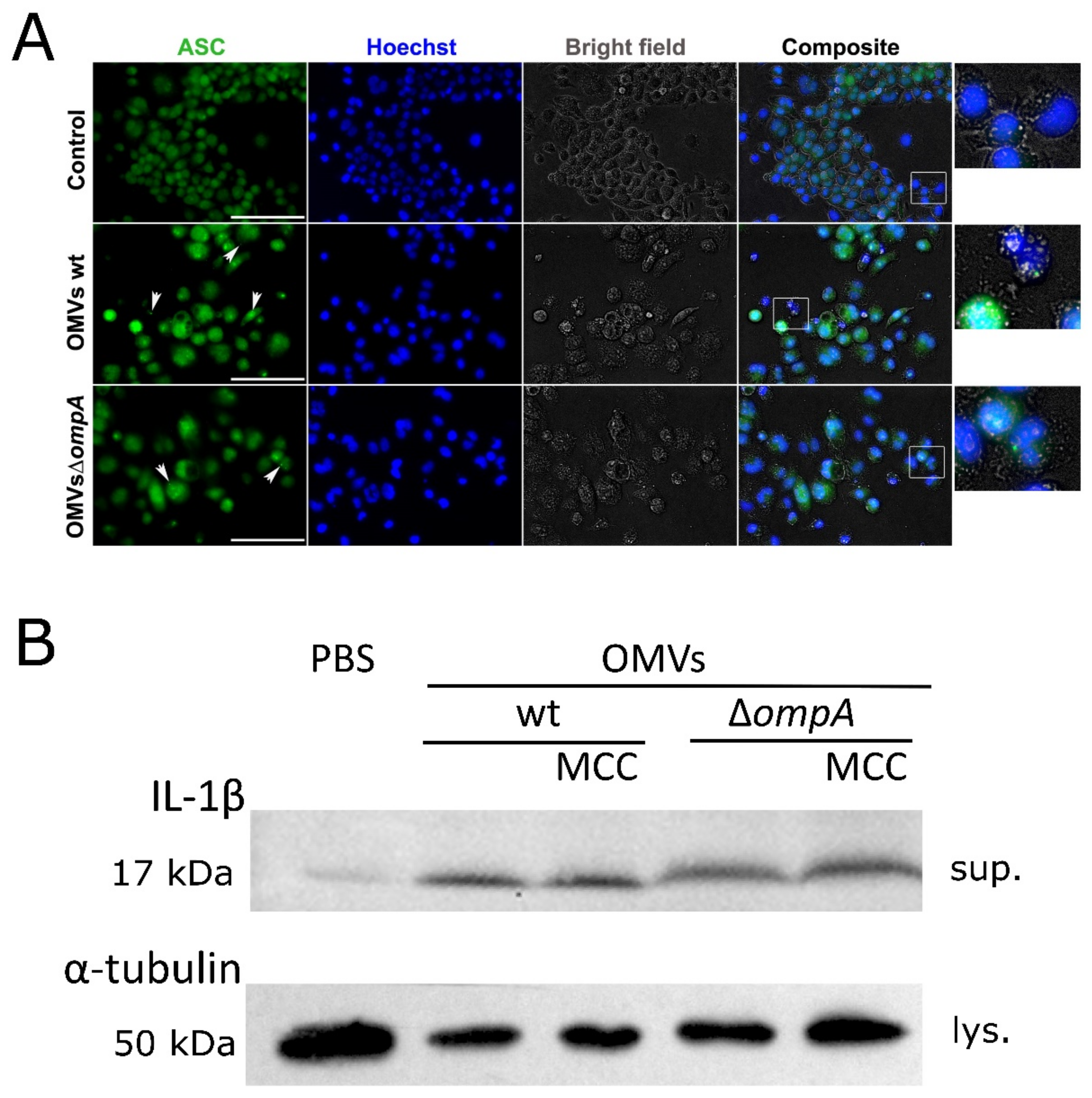 Pathogens 10 00407 g003 Pathogens 10 00407 g003