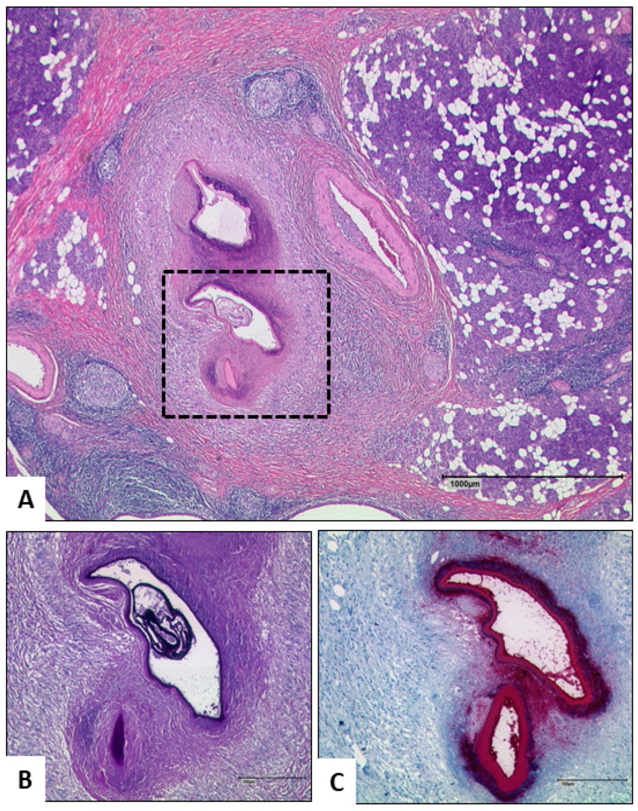 Pathogens 10 00426 g003 Pathogens 10 00426 g003