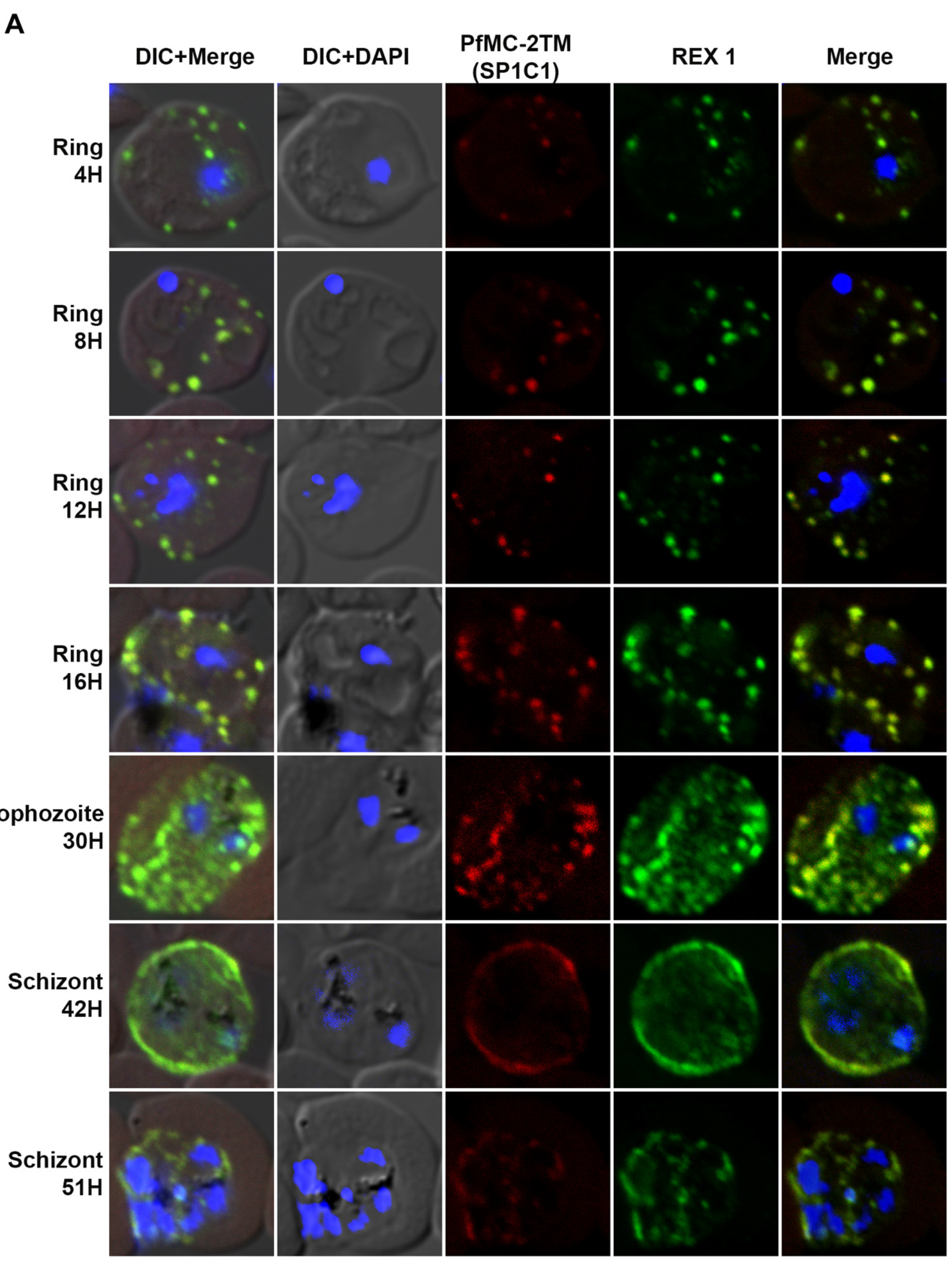 Pathogens 10 00431 g002a Pathogens 10 00431 g002a