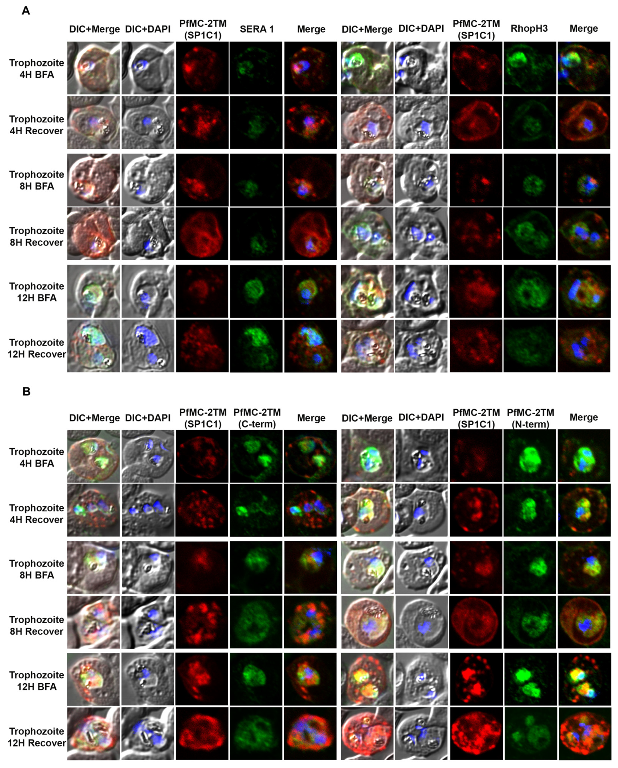 Pathogens 10 00431 g004a Pathogens 10 00431 g004a
