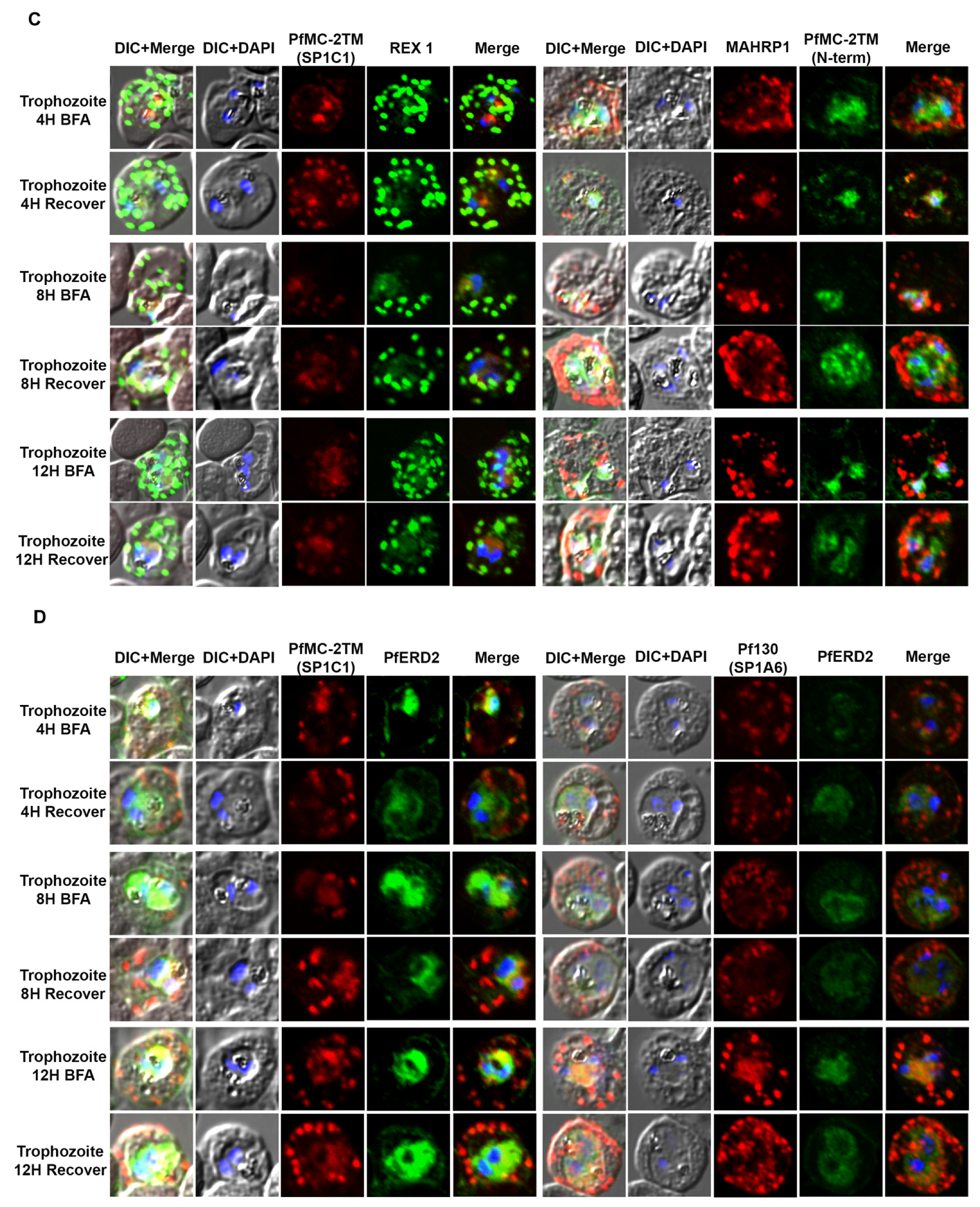 Pathogens 10 00431 g004b Pathogens 10 00431 g004b