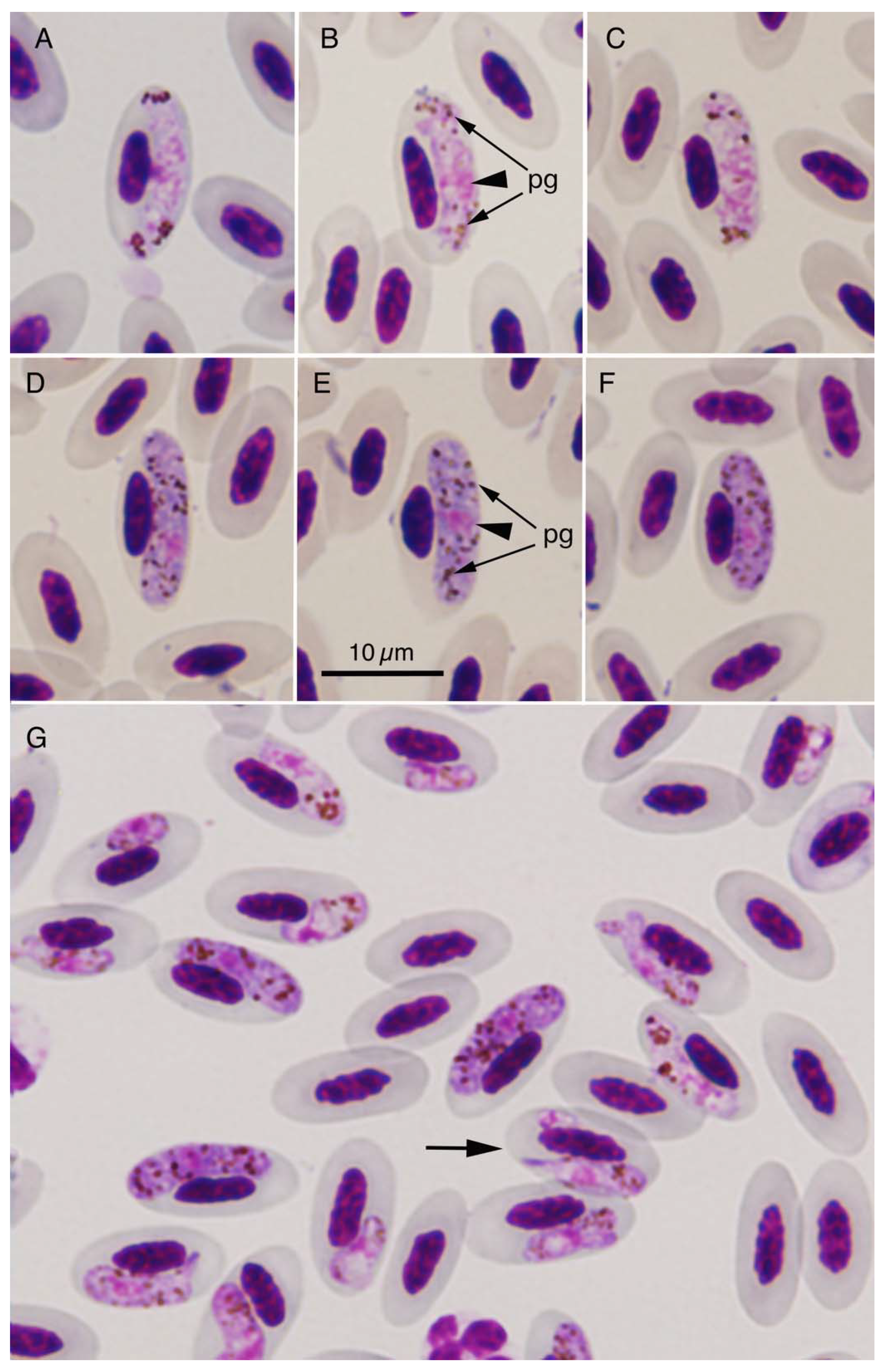 Pathogens 10 00440 g001