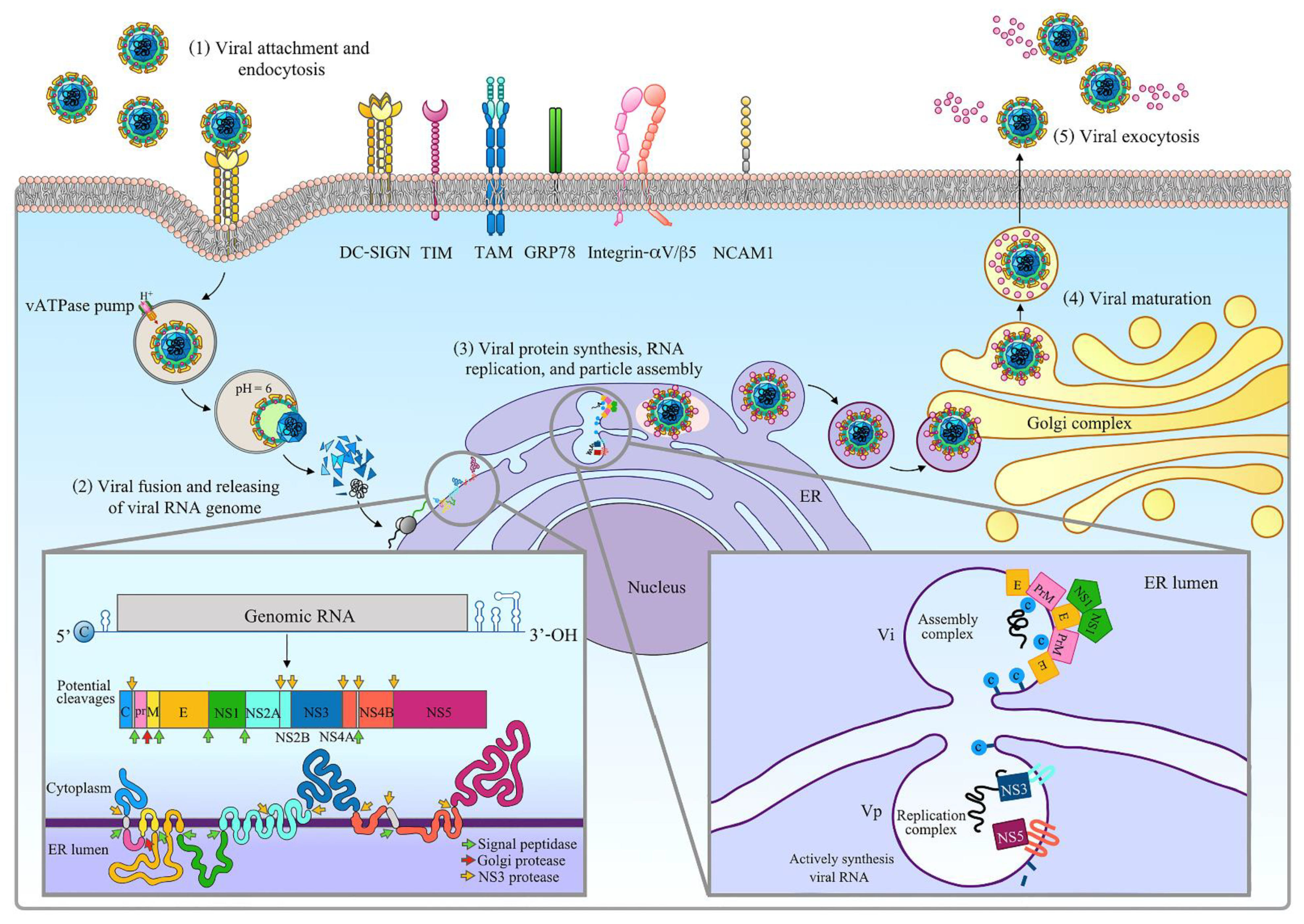 Pathogens 10 00448 g002