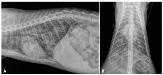 Metastatic Pattern Cat Cat Respiratory Nematodes: Current Knowledge, Novel Data and Warranted ...