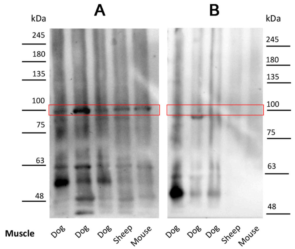 Pathogens 10 00463 g002