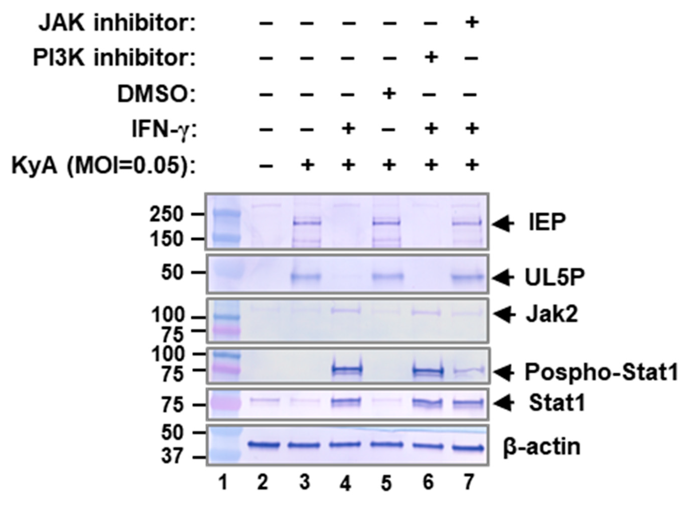 Pathogens 10 00484 g005 Pathogens 10 00484 g005