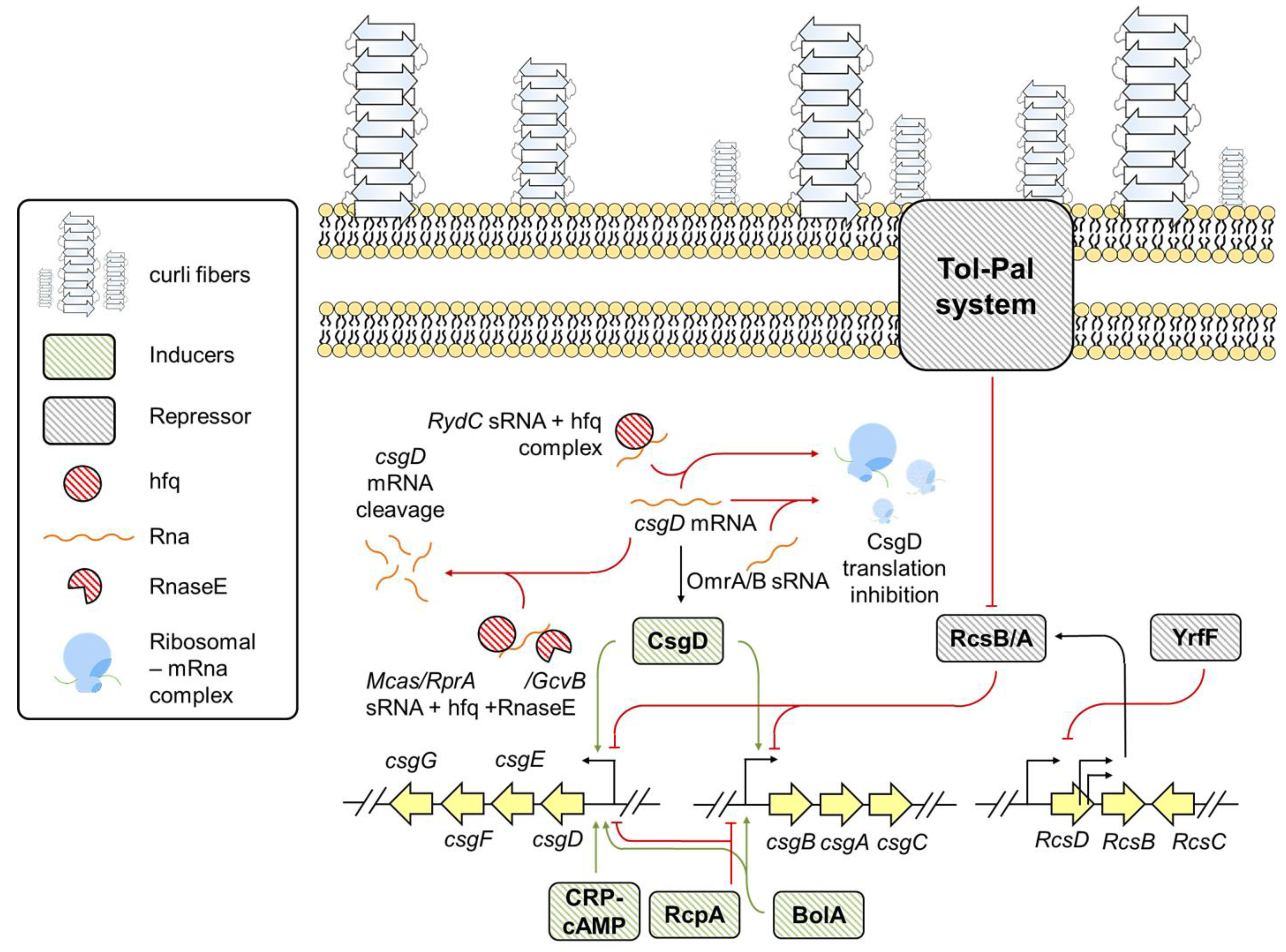 Pathogens 10 00490 g002