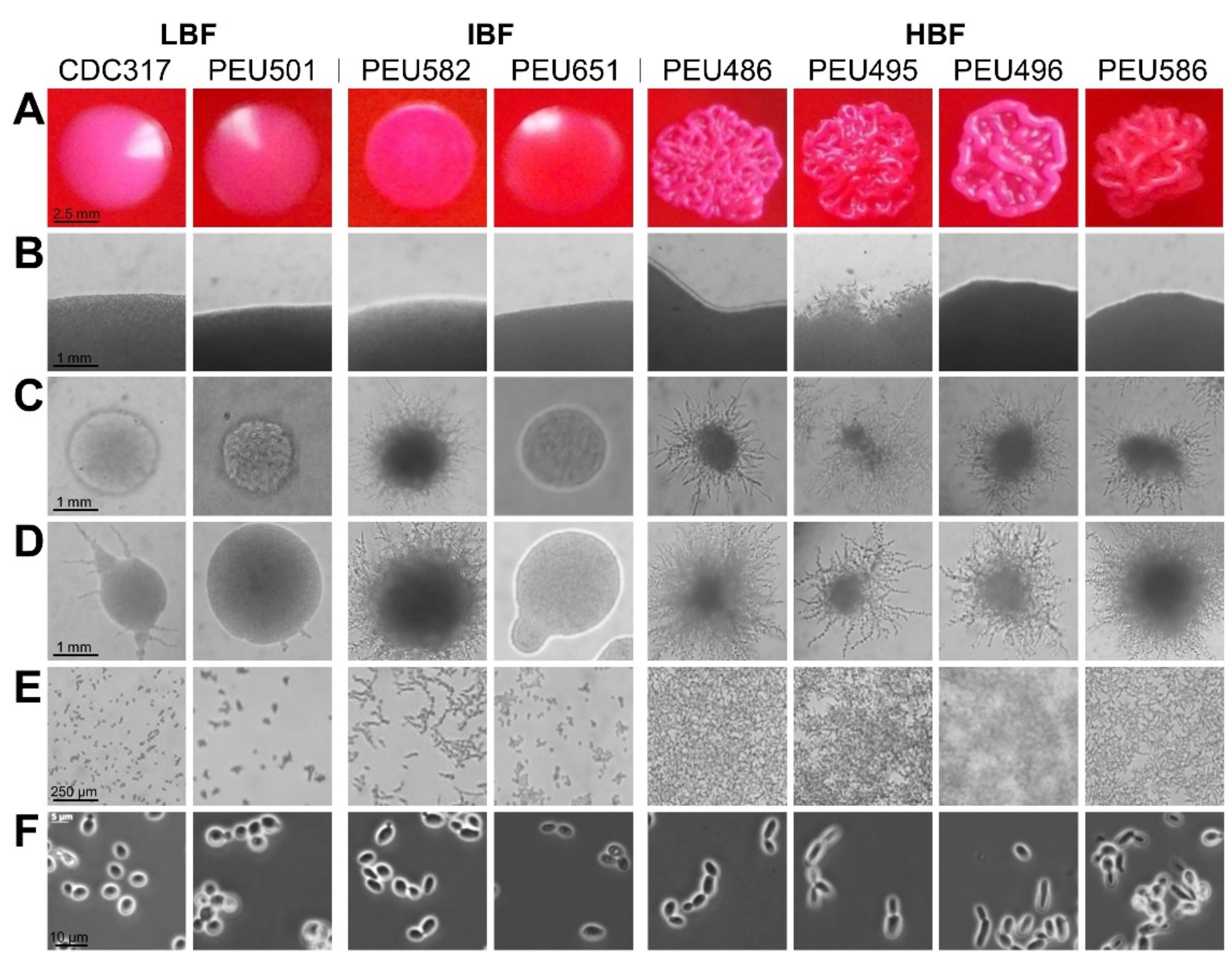 Pathogens 10 00493 g002 Pathogens 10 00493 g002