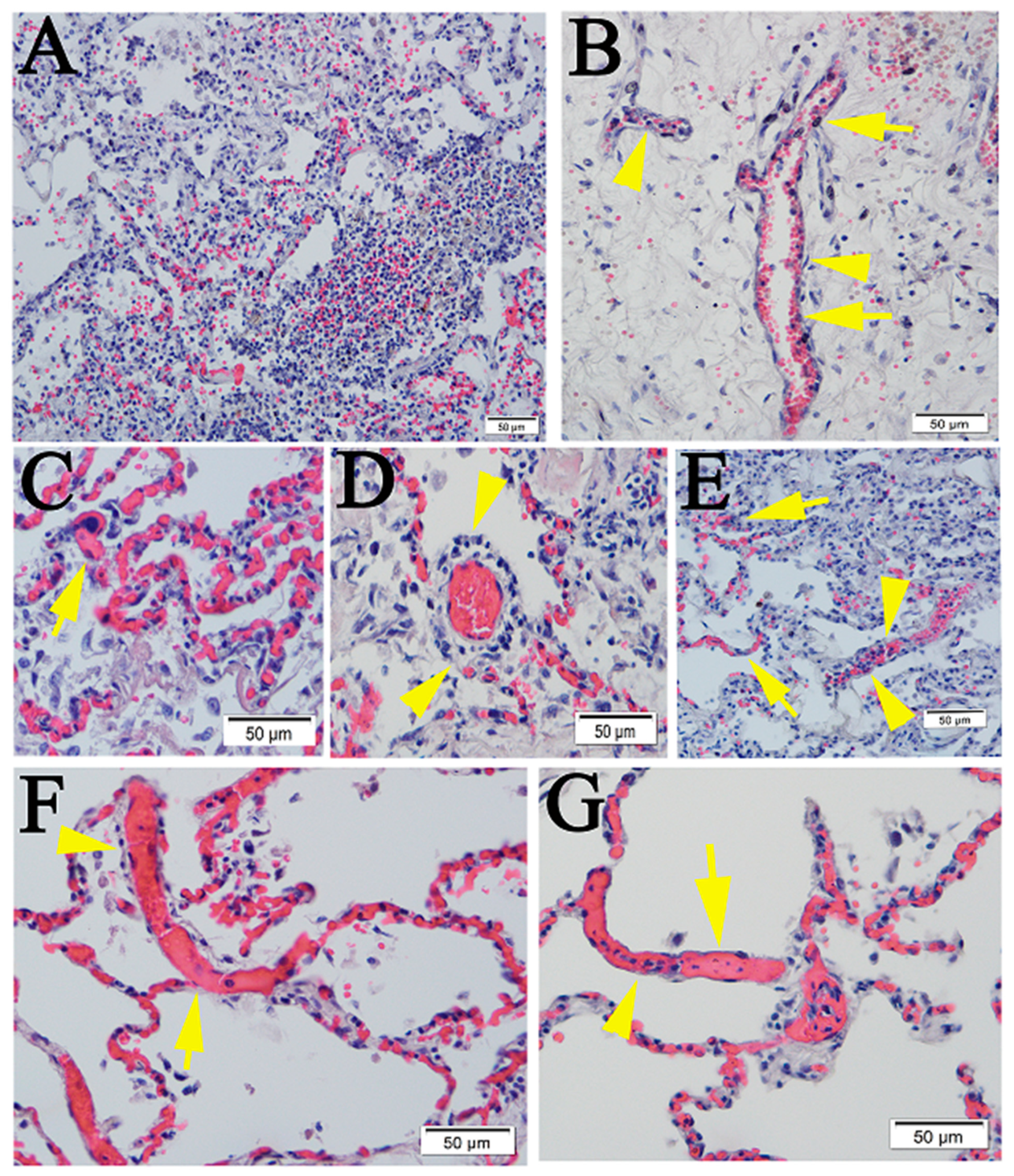 Pathogens 10 00509 g001 Pathogens 10 00509 g001
