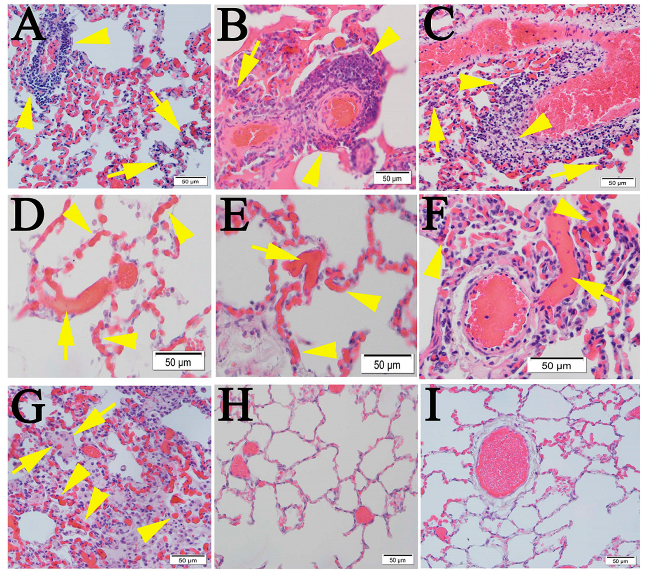 Pathogens 10 00509 g002 Pathogens 10 00509 g002