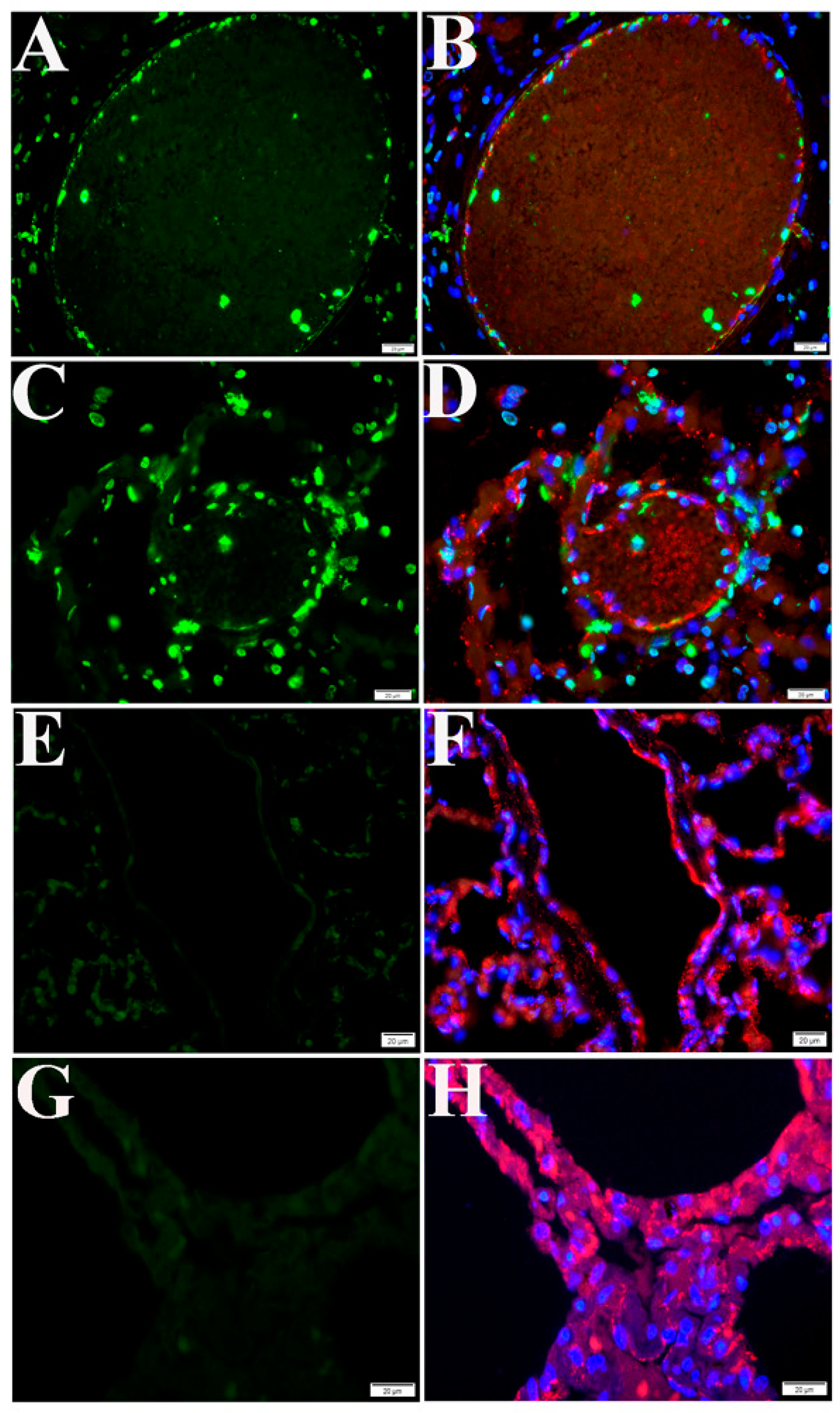 Pathogens 10 00509 g004 Pathogens 10 00509 g004