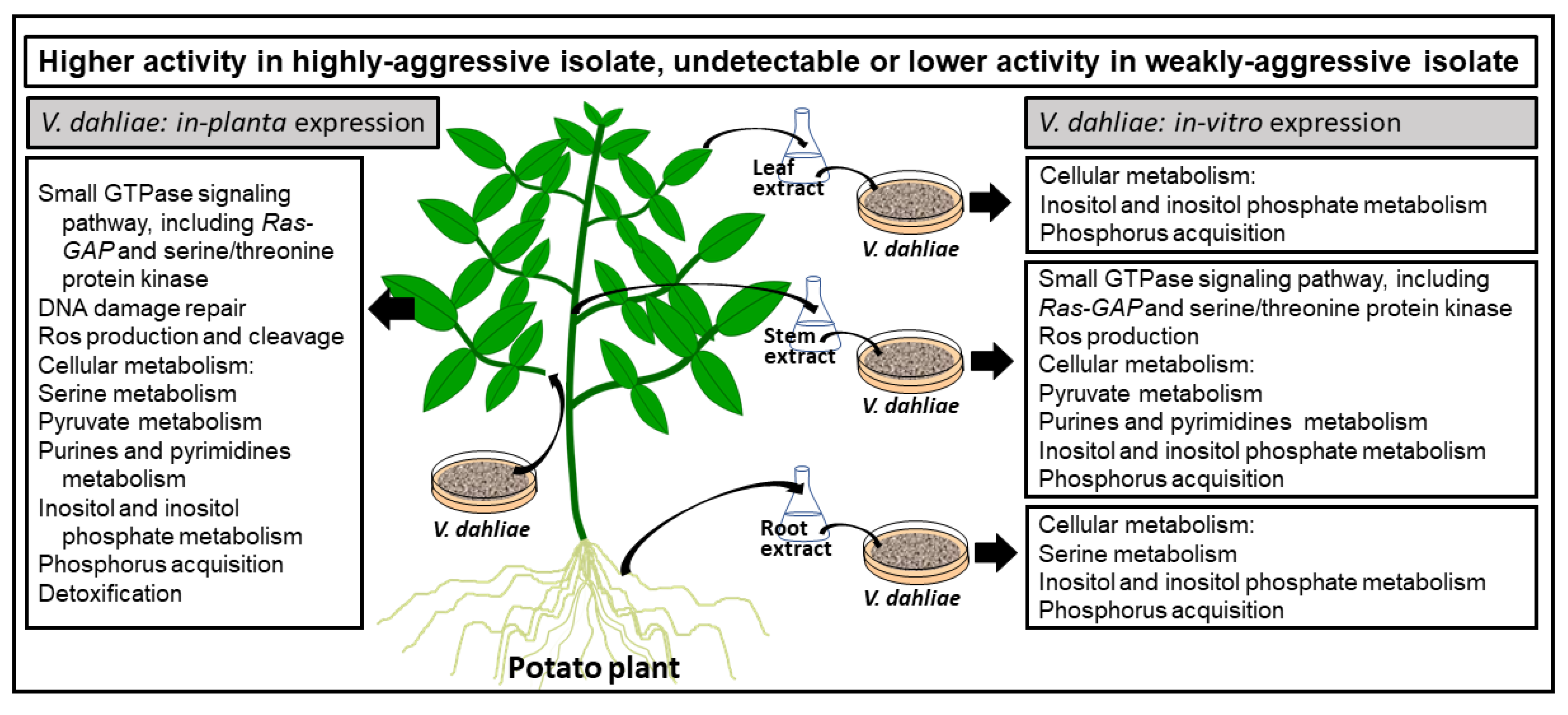 Pathogens 10 00510 g007 Pathogens 10 00510 g007