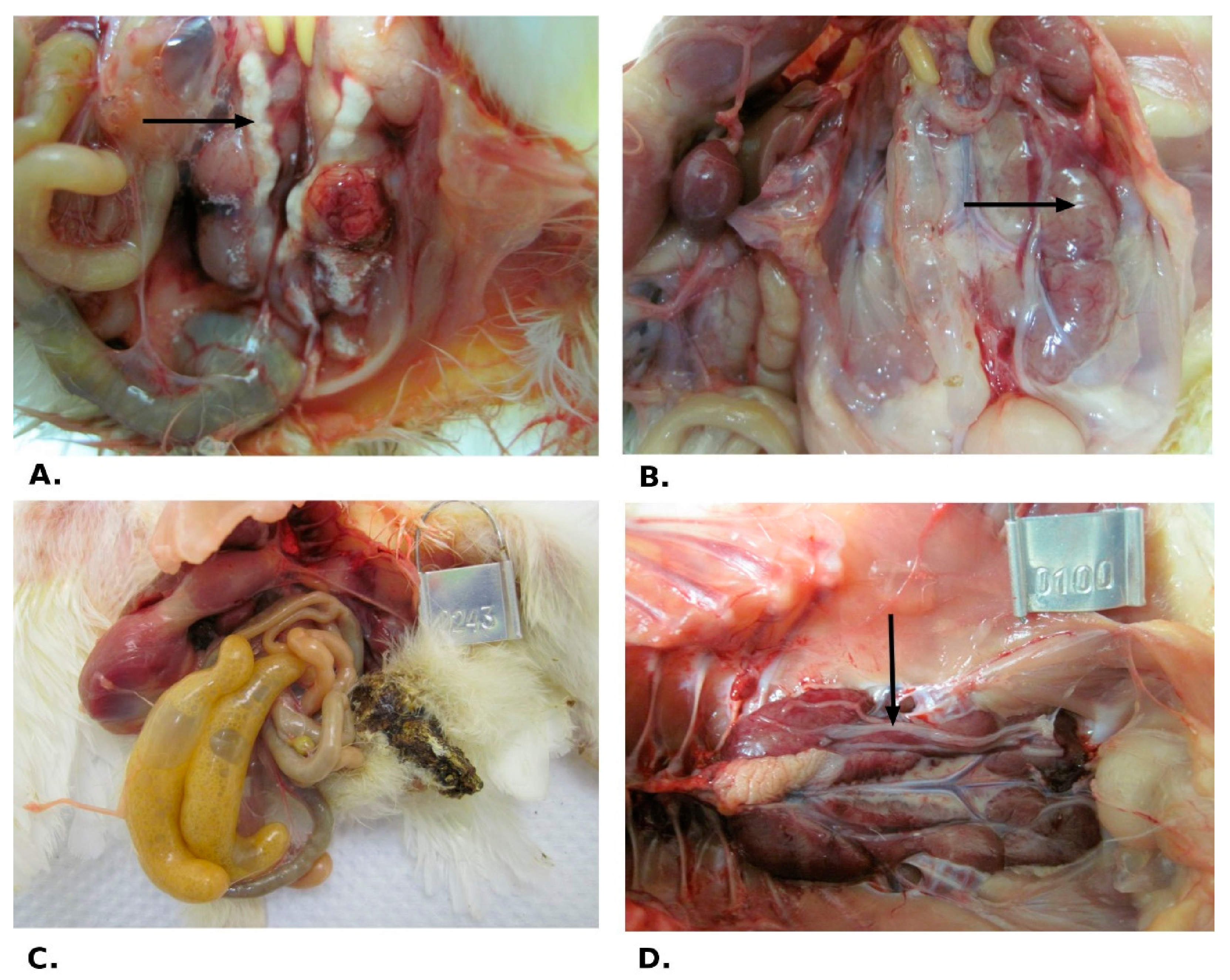 Pathogens 10 00522 g002