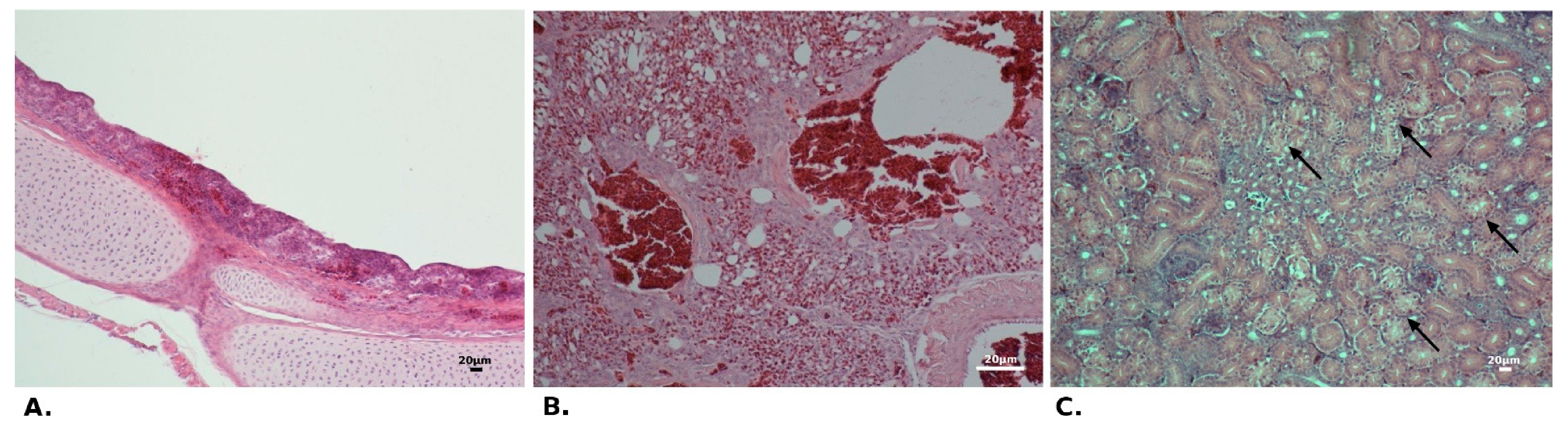 Pathogens 10 00522 g003