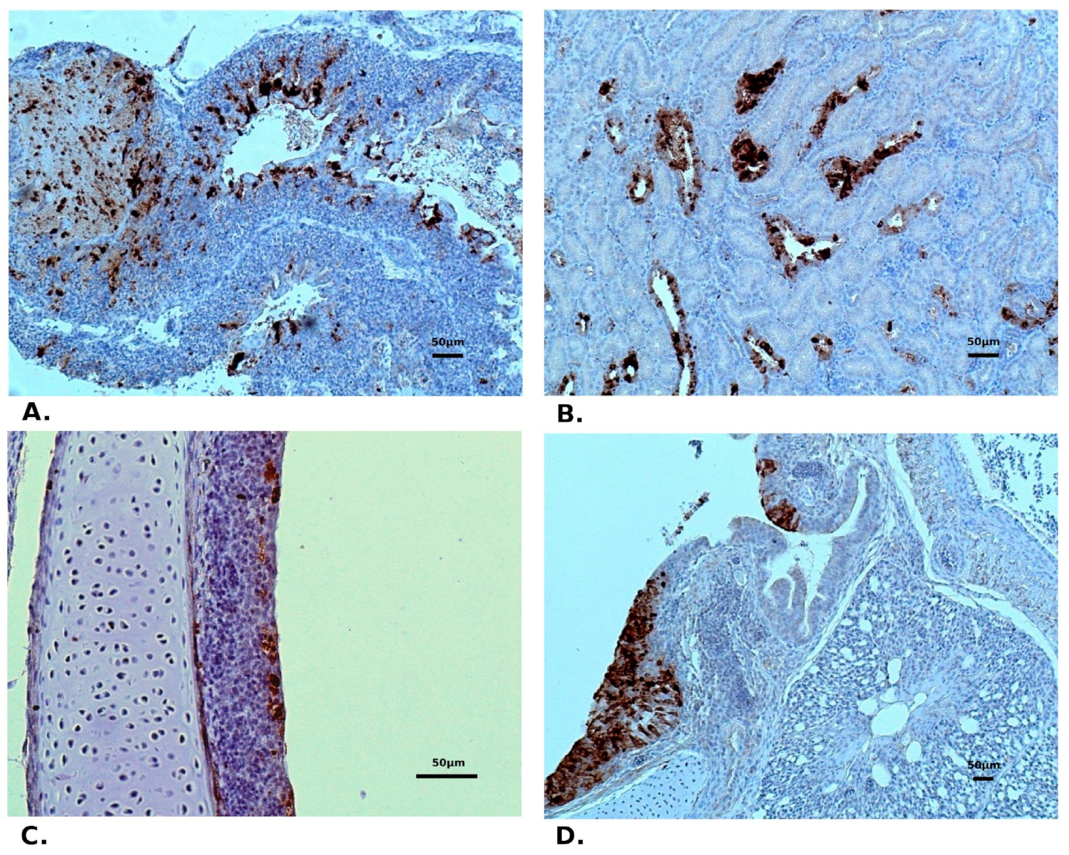 Pathogens 10 00522 g004