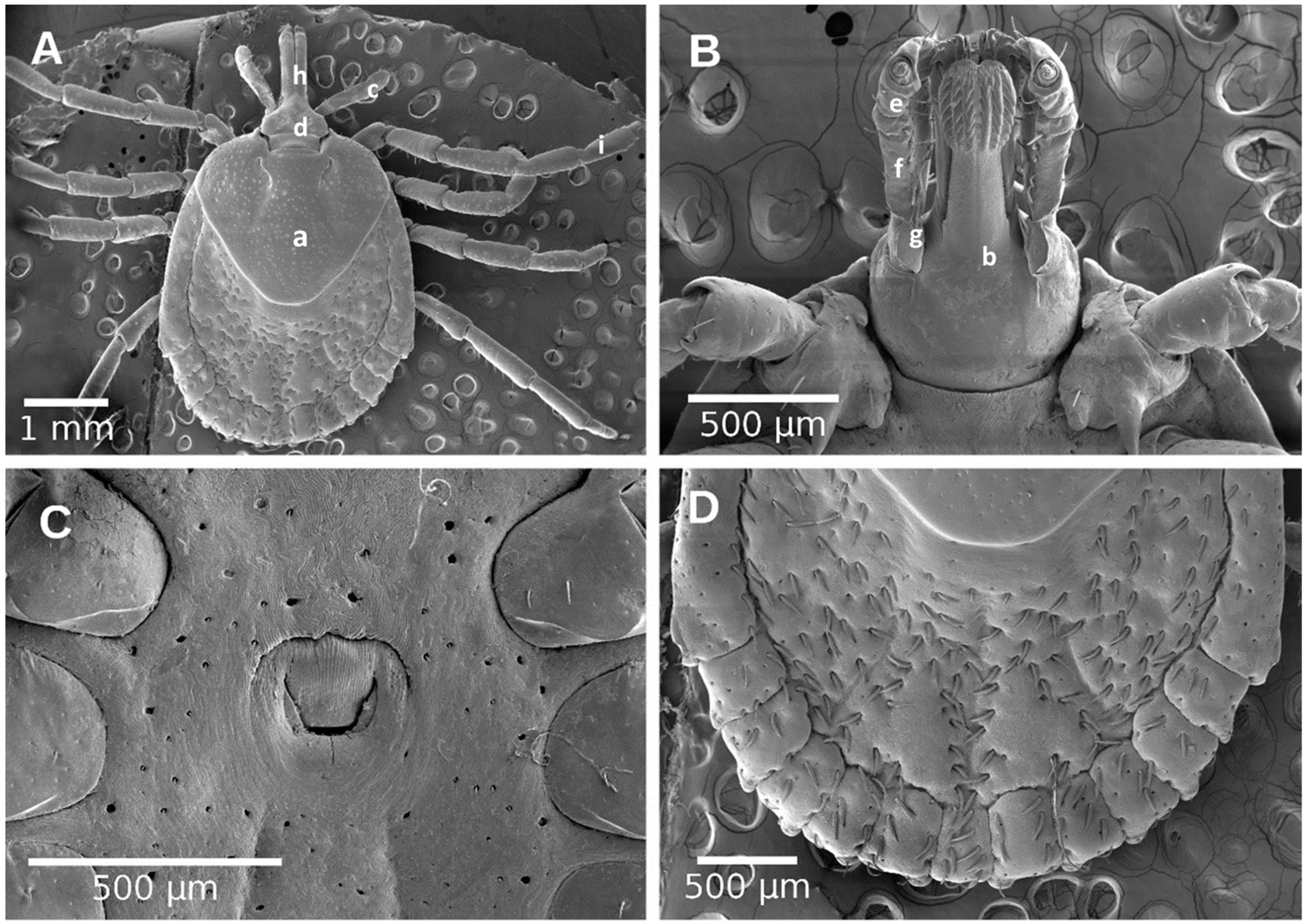 Pathogens 10 00533 g005 Pathogens 10 00533 g005