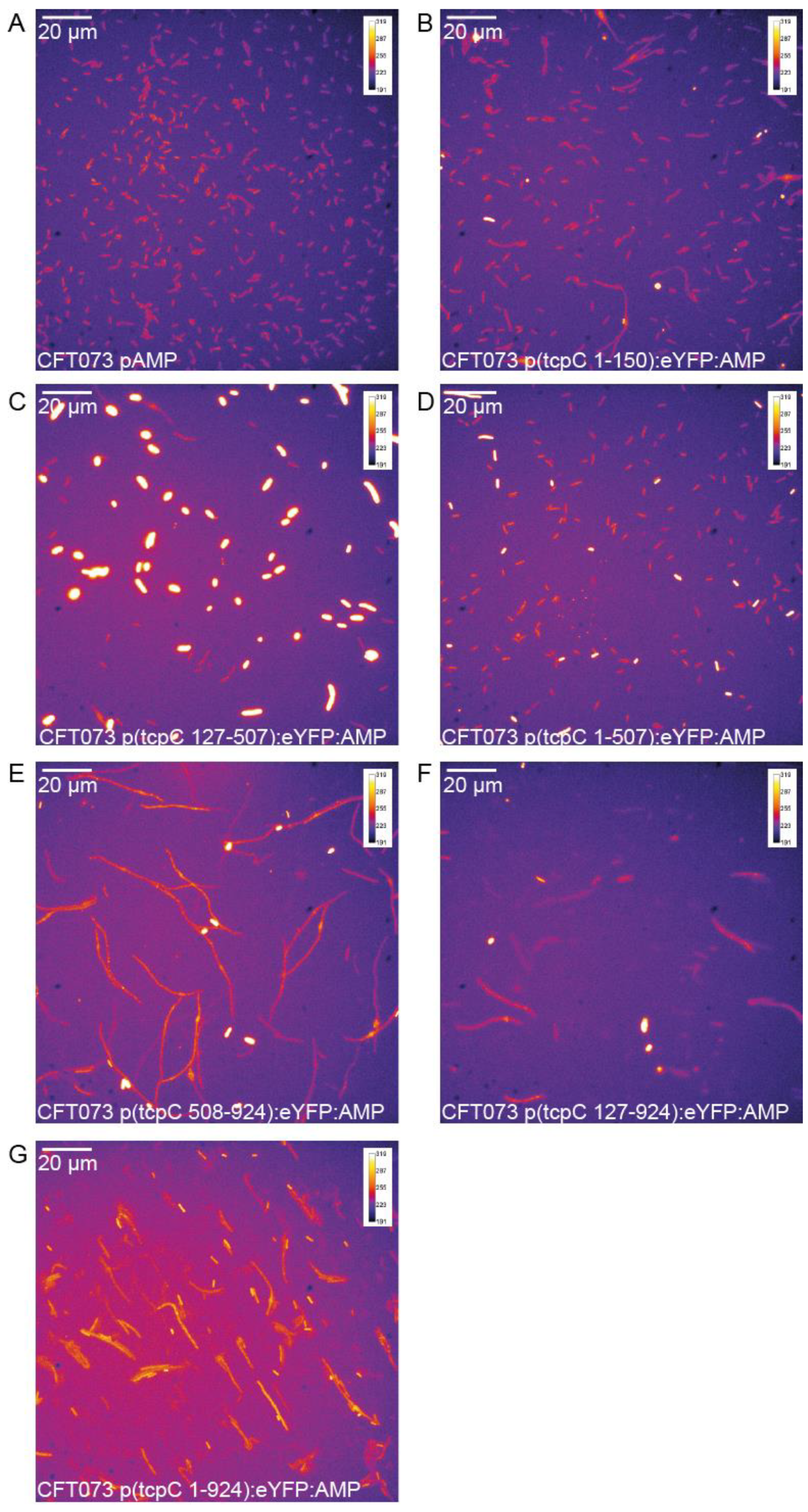Pathogens 10 00549 g002 Pathogens 10 00549 g002