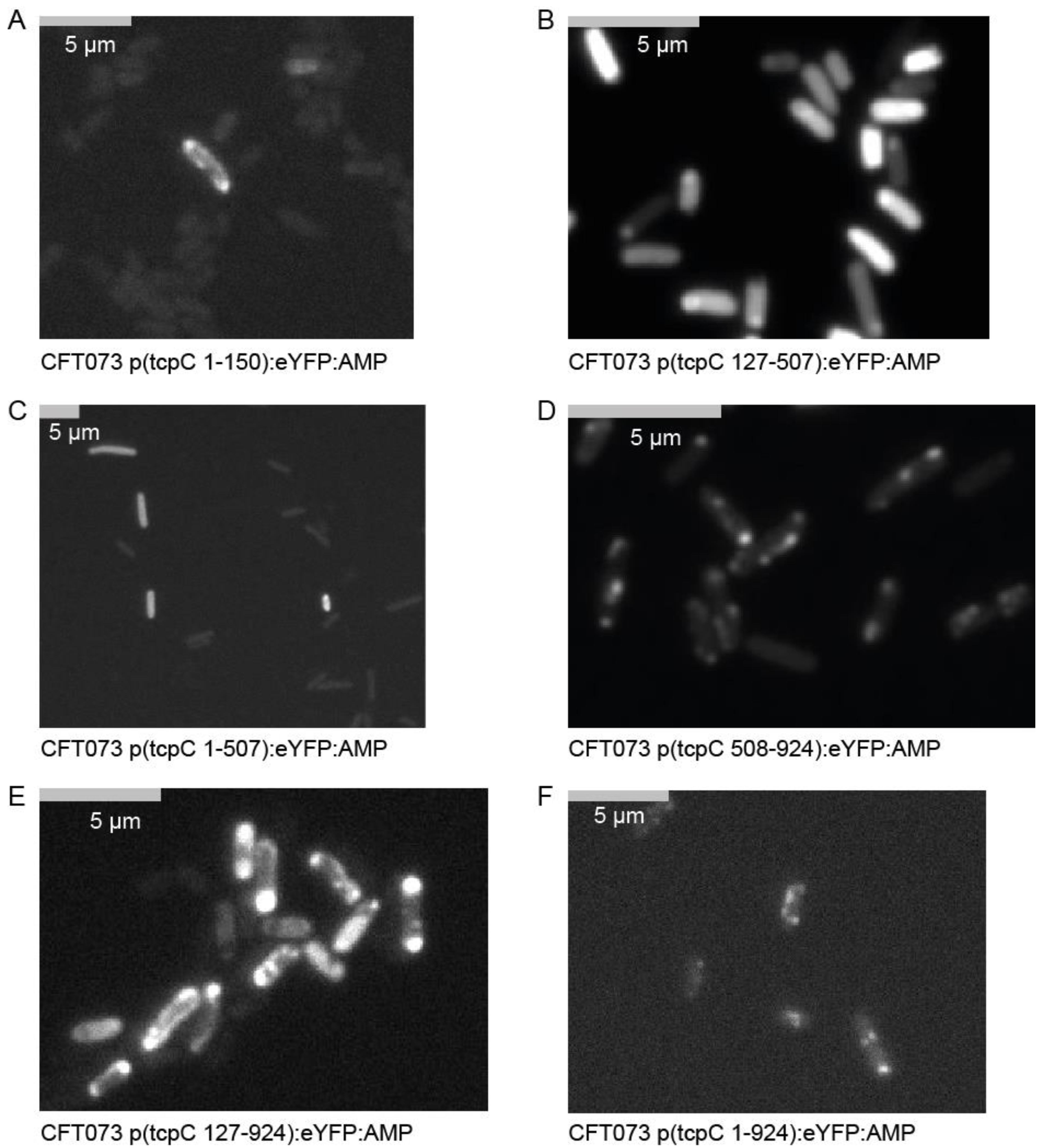 Pathogens 10 00549 g004 Pathogens 10 00549 g004