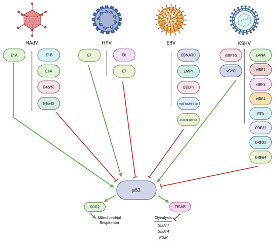 Metabolic Control by DNA Tumor Virus-Encoded Proteins