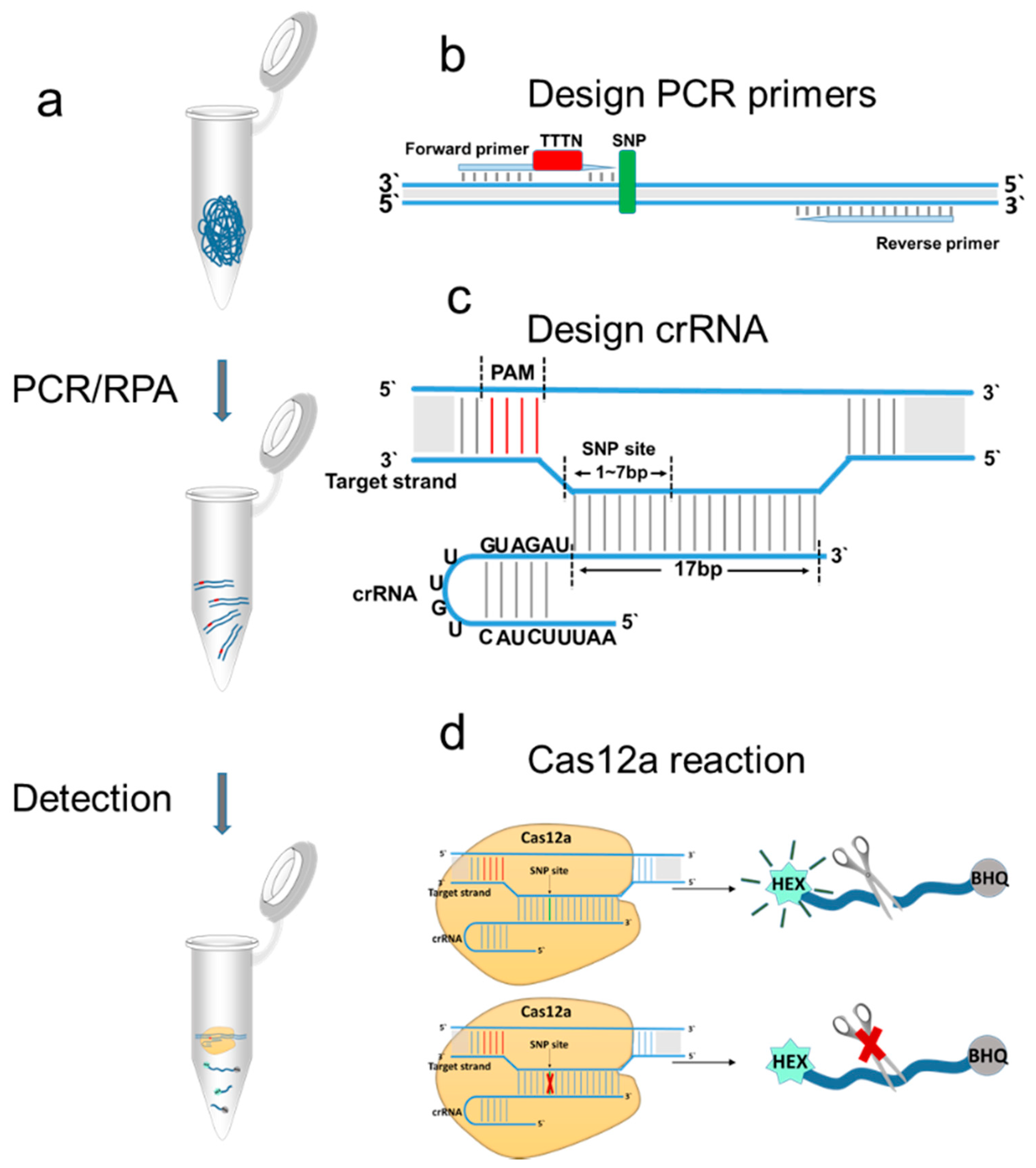Pathogens 10 00562 g001 Pathogens 10 00562 g001