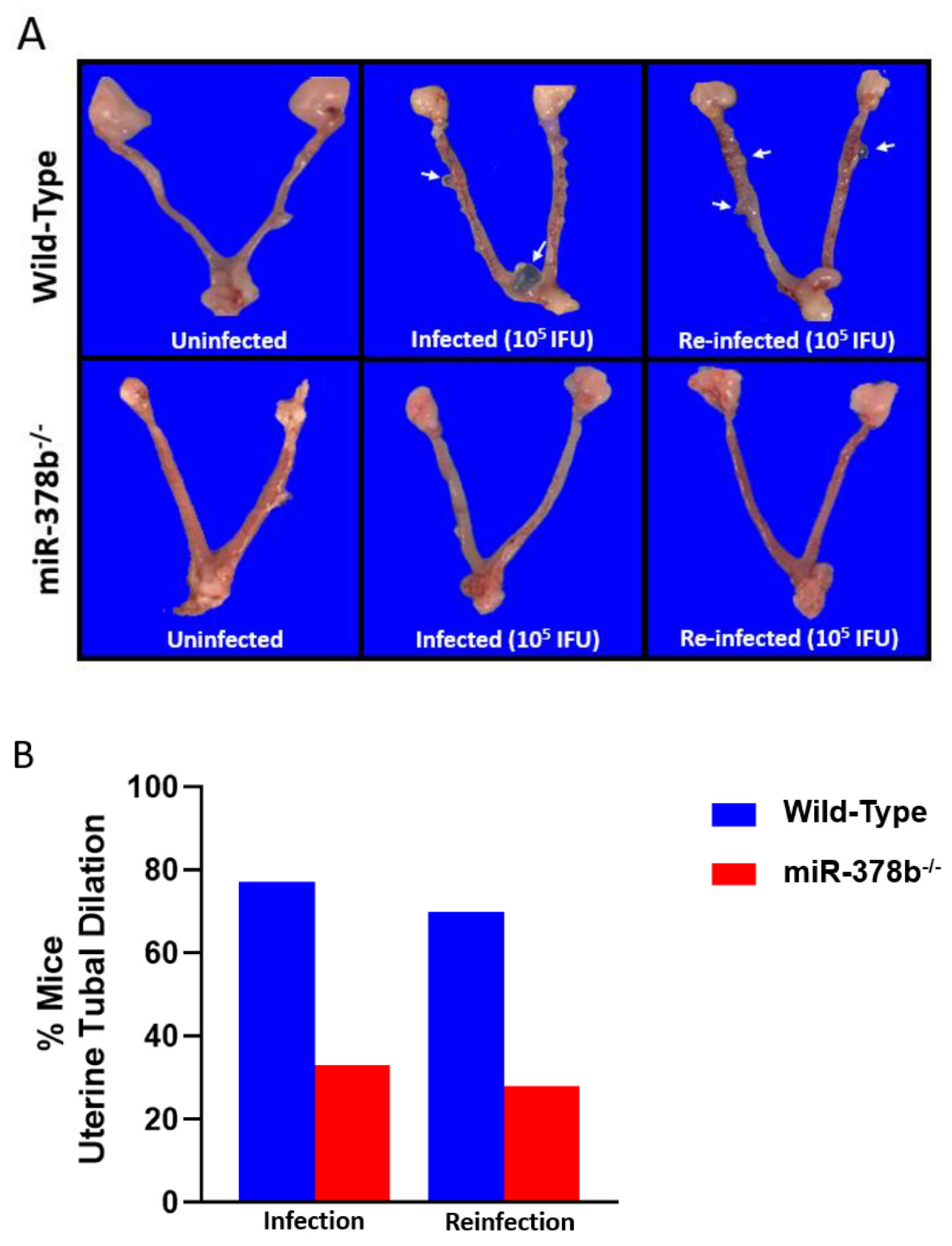 Pathogens 10 00566 g002 Pathogens 10 00566 g002