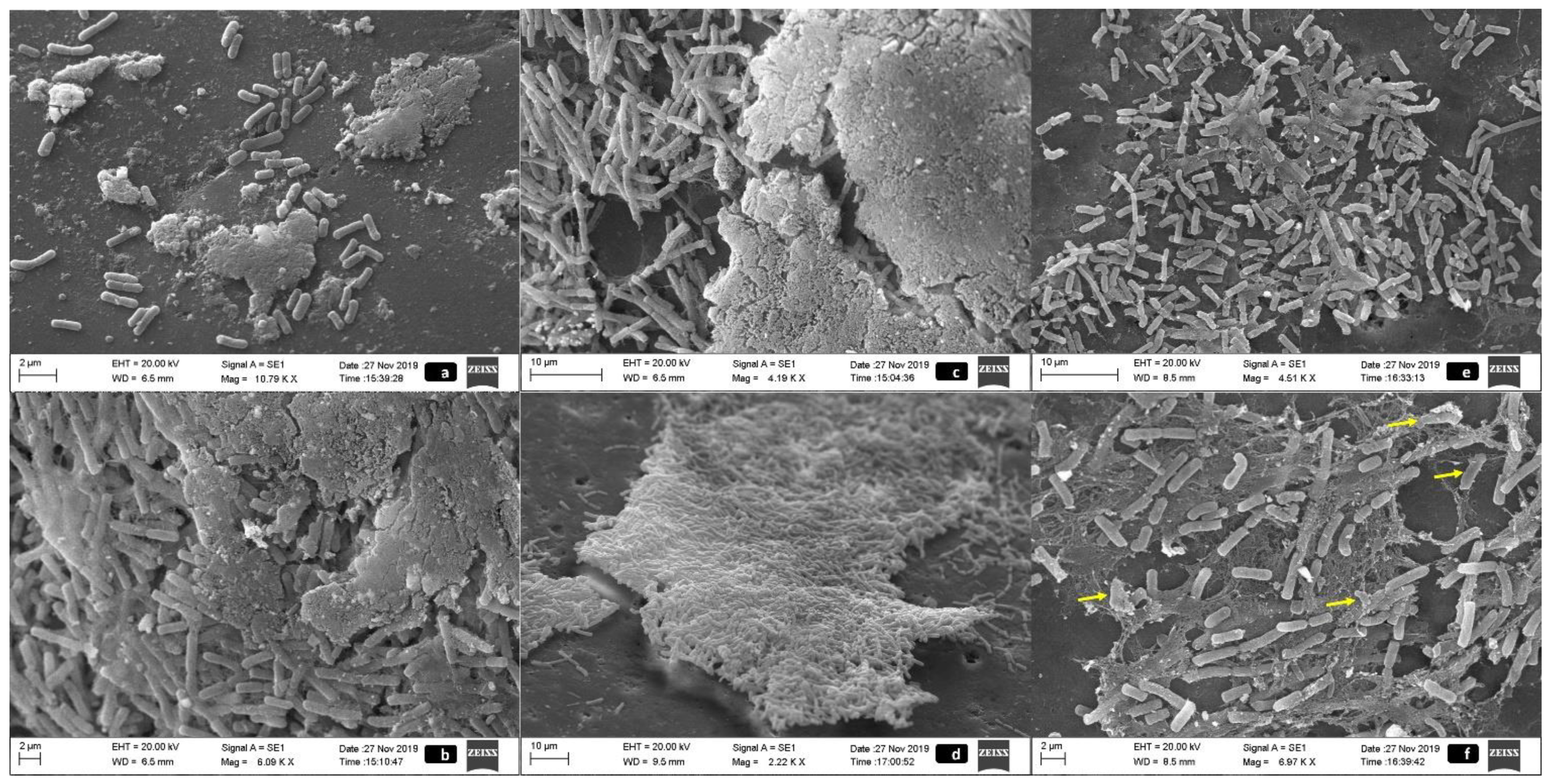 Pathogens 10 00581 g002 Pathogens 10 00581 g002
