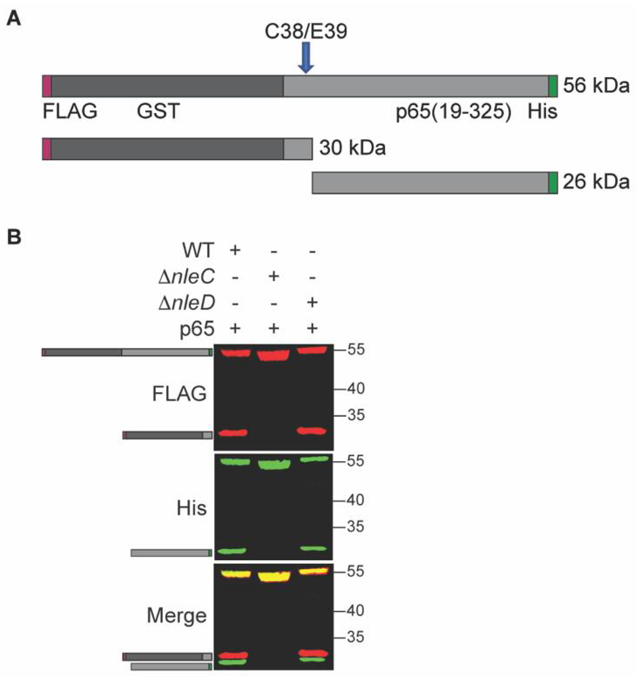 Pathogens 10 00589 g001 Pathogens 10 00589 g001