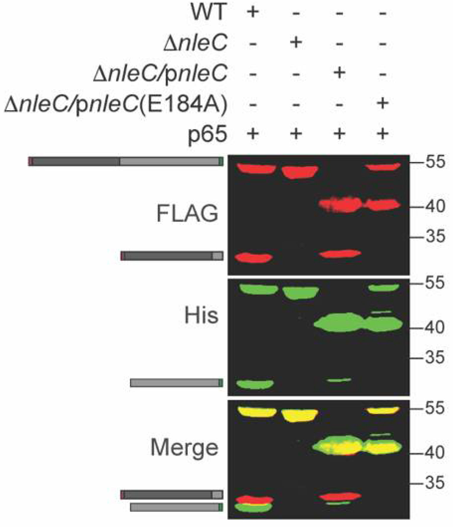 Pathogens 10 00589 g002 Pathogens 10 00589 g002