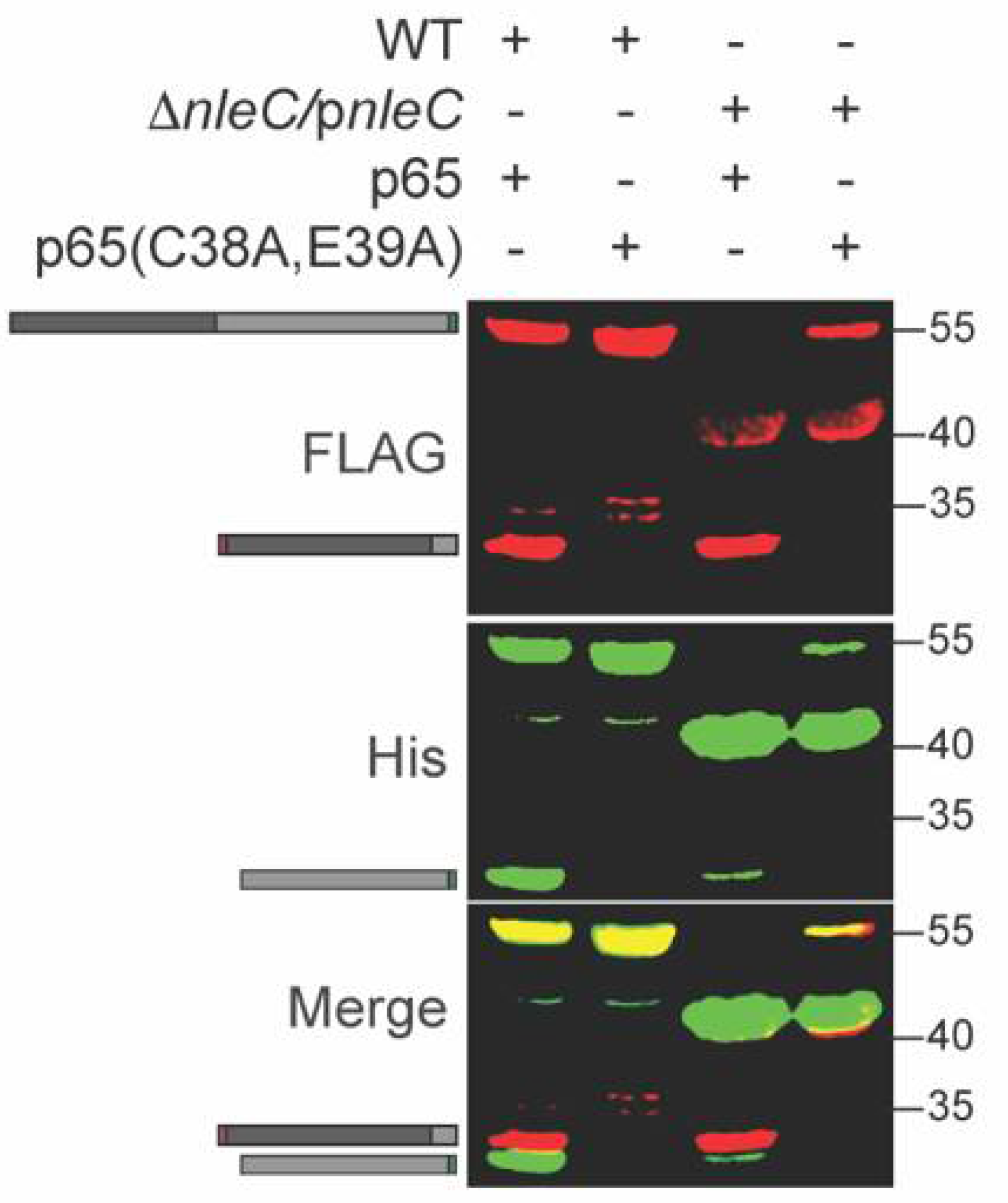 Pathogens 10 00589 g003 Pathogens 10 00589 g003