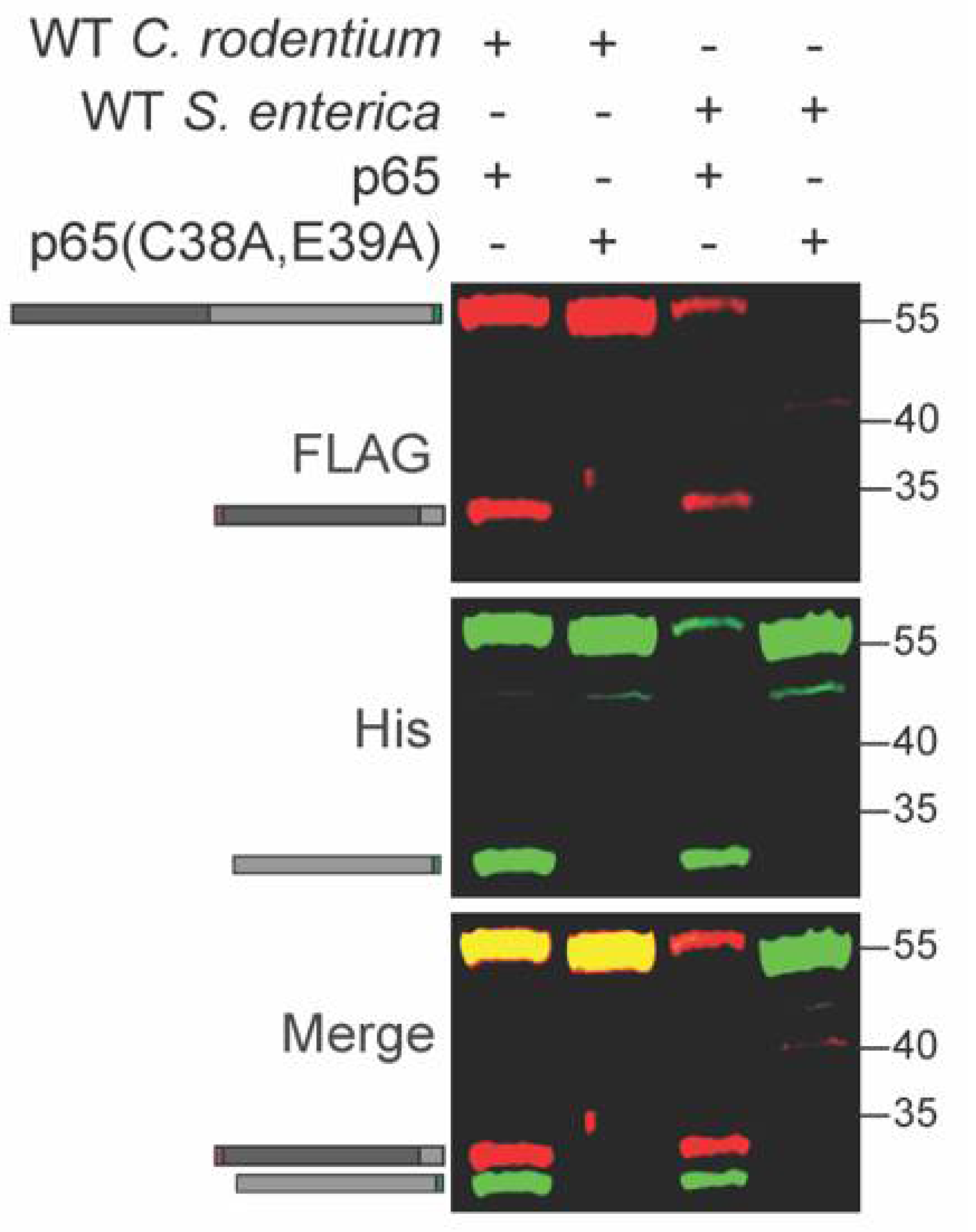 Pathogens 10 00589 g004 Pathogens 10 00589 g004