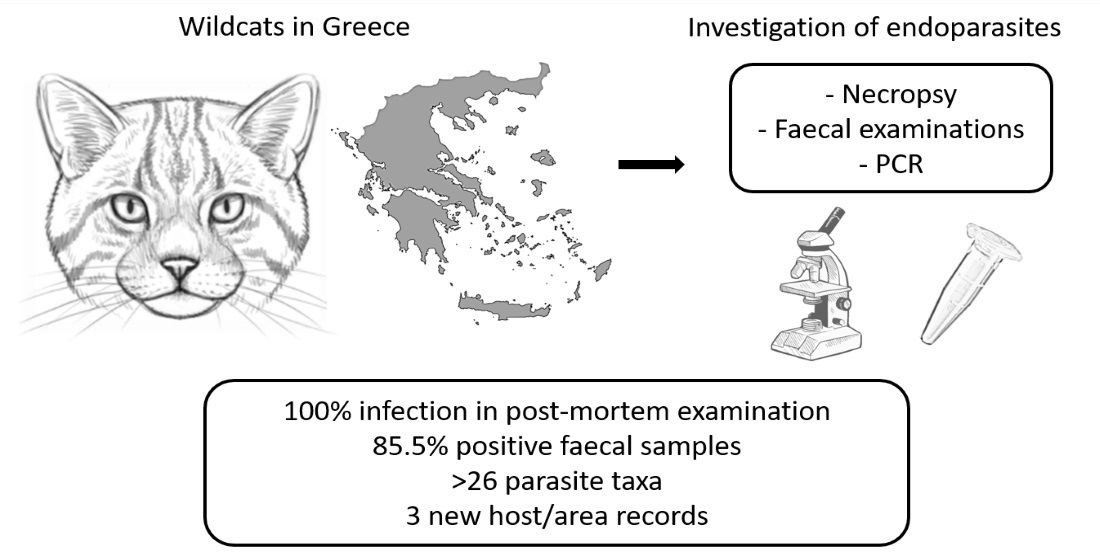 systema helminthum acanthocephala