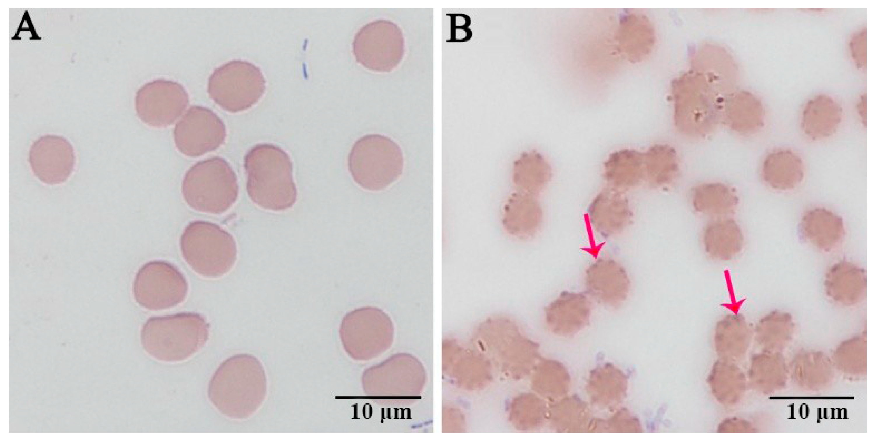 Pathogens 10 00600 g001 Pathogens 10 00600 g001