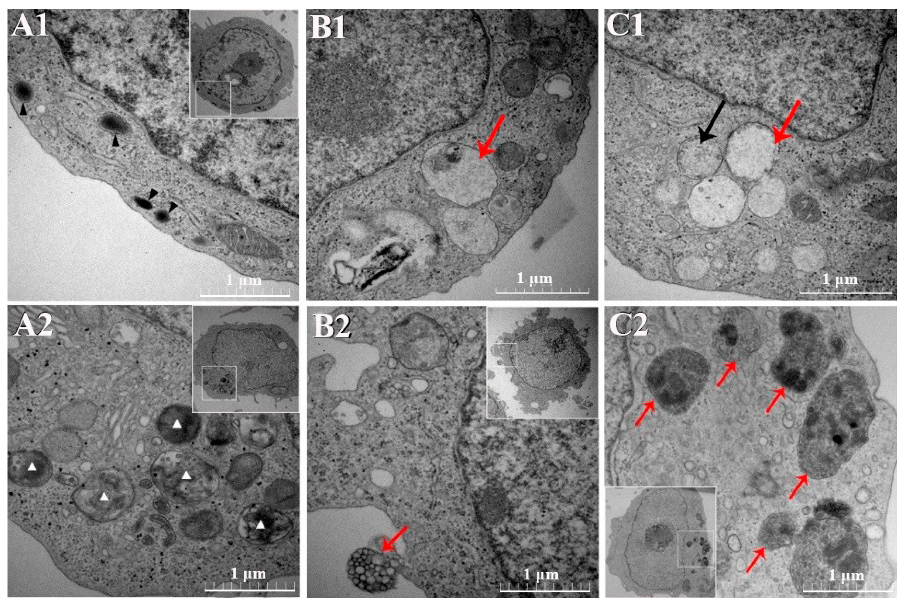 Pathogens 10 00600 g006 Pathogens 10 00600 g006