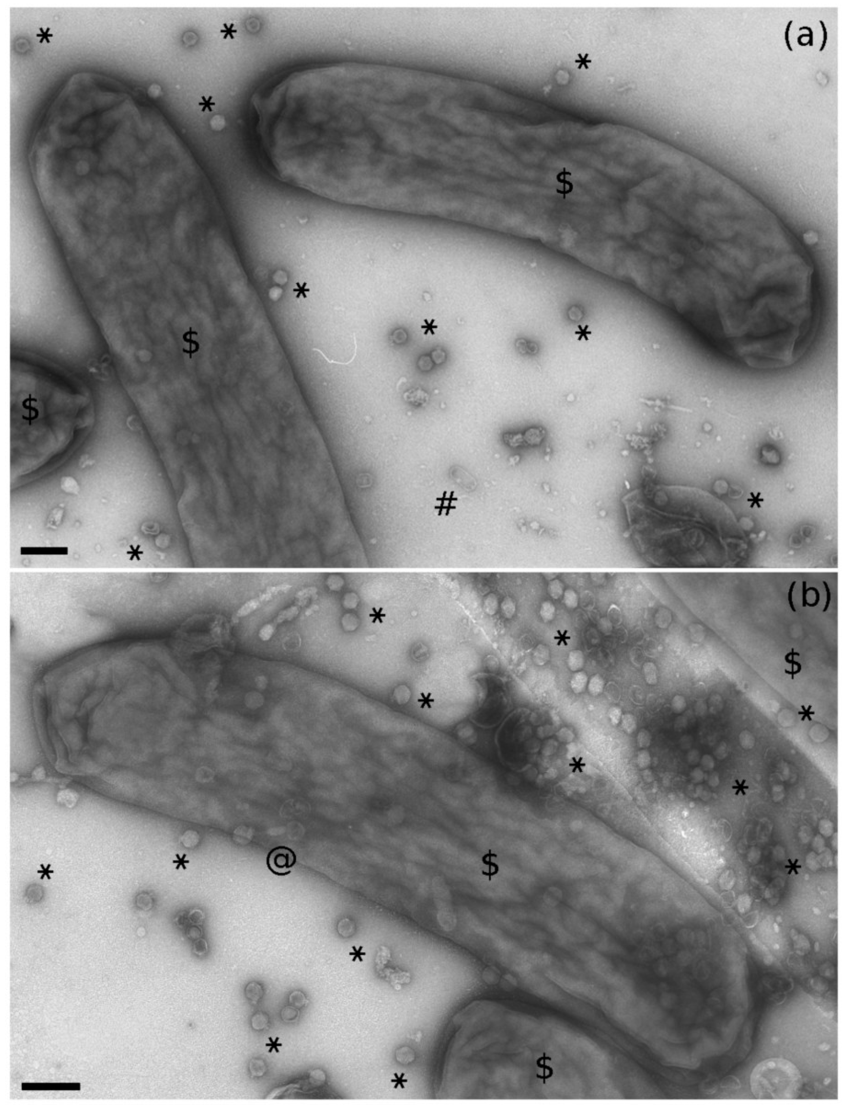 Pathogens 10 00612 g005 Pathogens 10 00612 g005