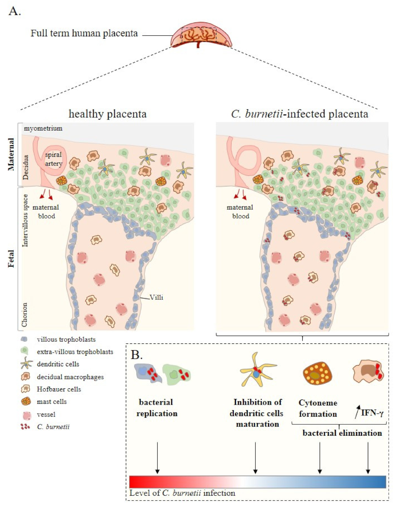 Pathogens 10 00627 g001 Pathogens 10 00627 g001