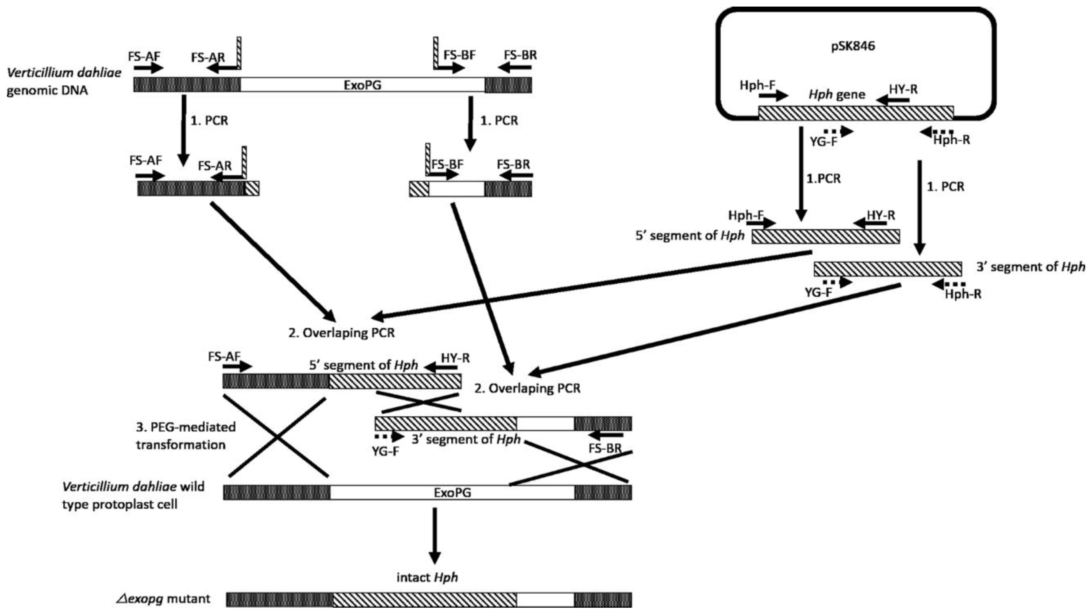 Pathogens 10 00642 g002 Pathogens 10 00642 g002