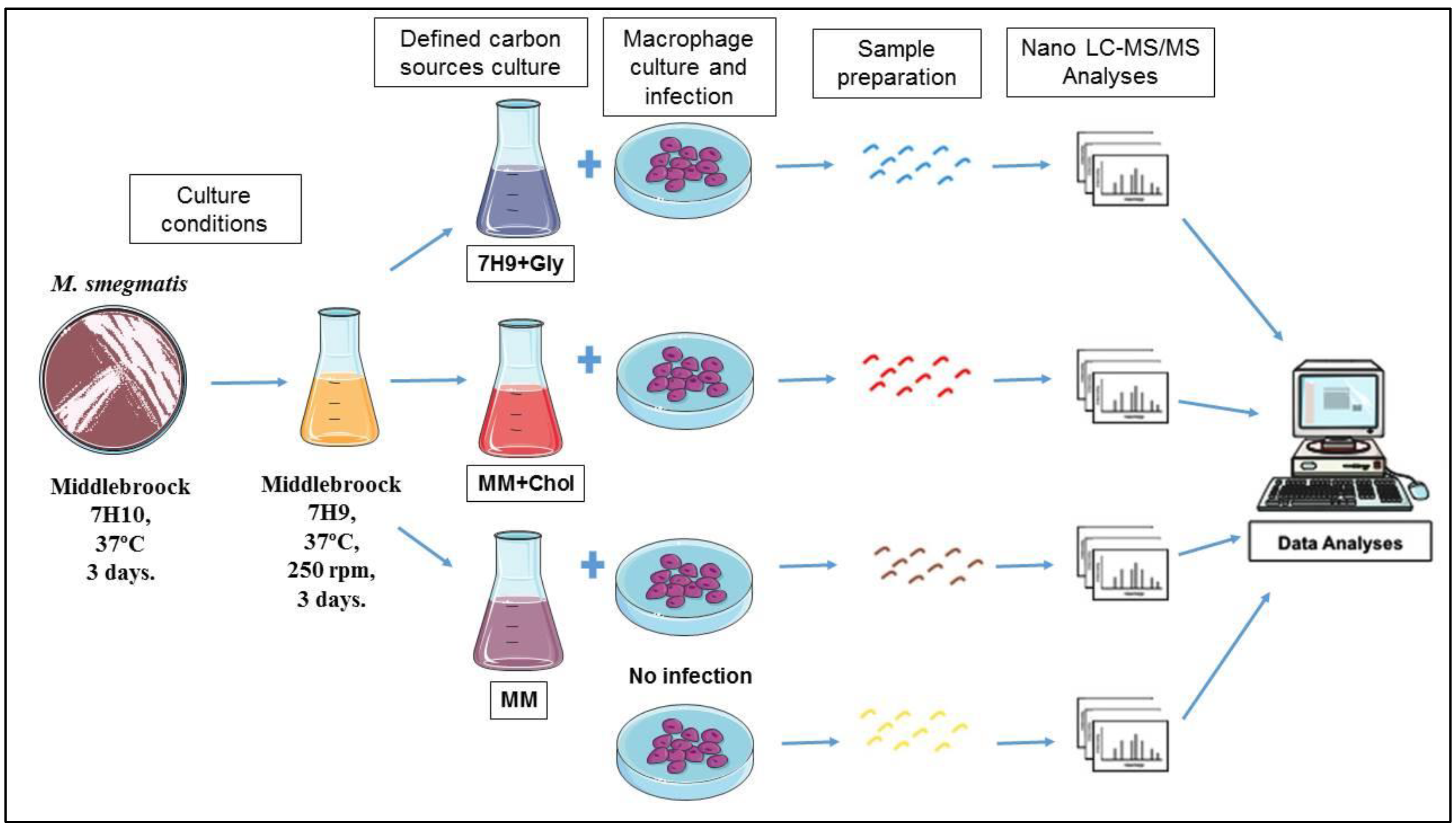 Pathogens 10 00662 g001