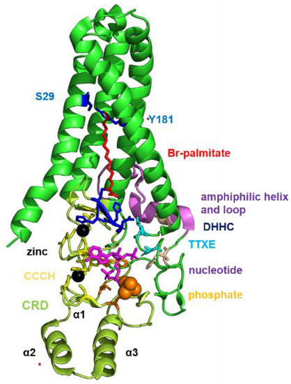 mi様 液晶テレビ エル LG、世界最大88型で8Kチューナ内蔵「ZXシリーズ」。8K TV
