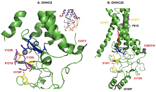 S-Acylation of Proteins of Coronavirus and Influenza Virus
