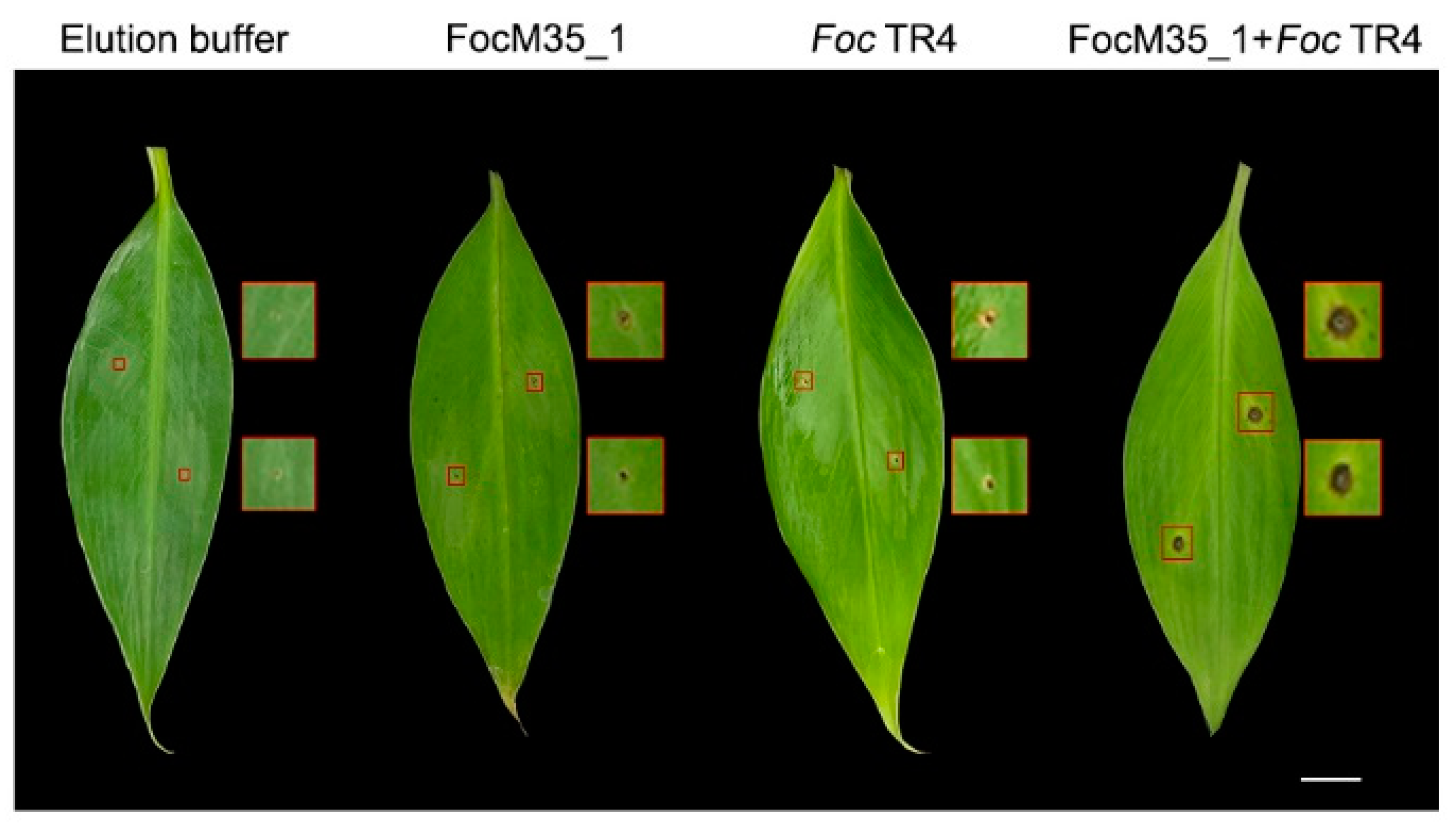 Pathogens 10 00670 g007 Pathogens 10 00670 g007