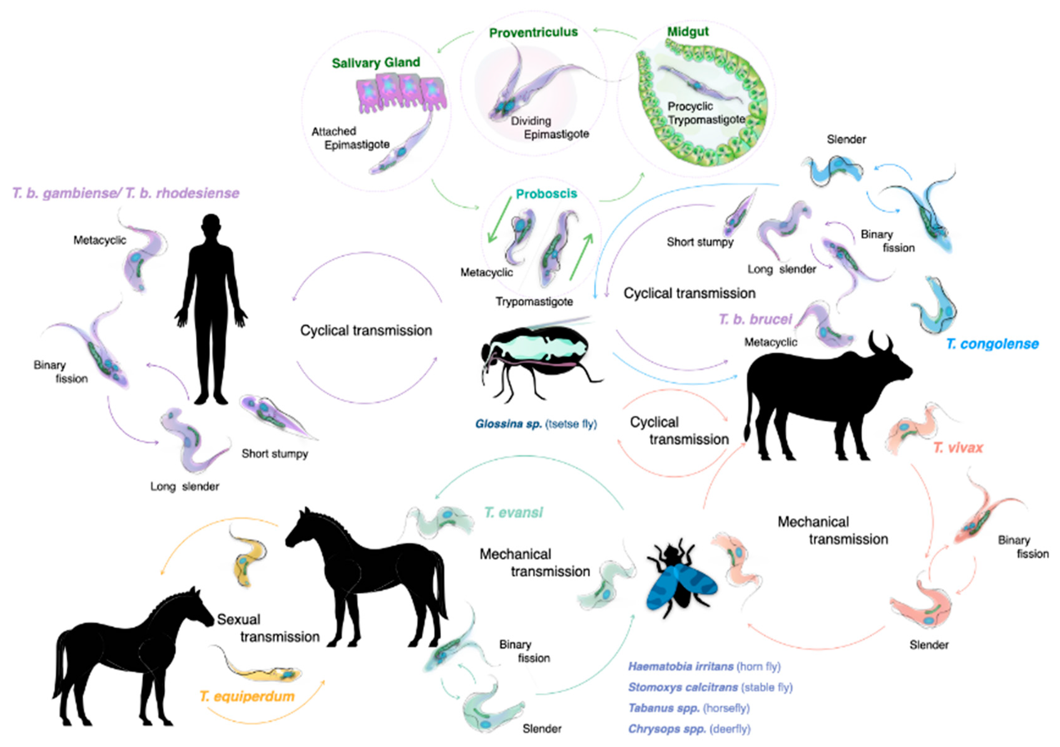 Pathogens | Free Full-Text | Salivarian Trypanosomes Have Adopted