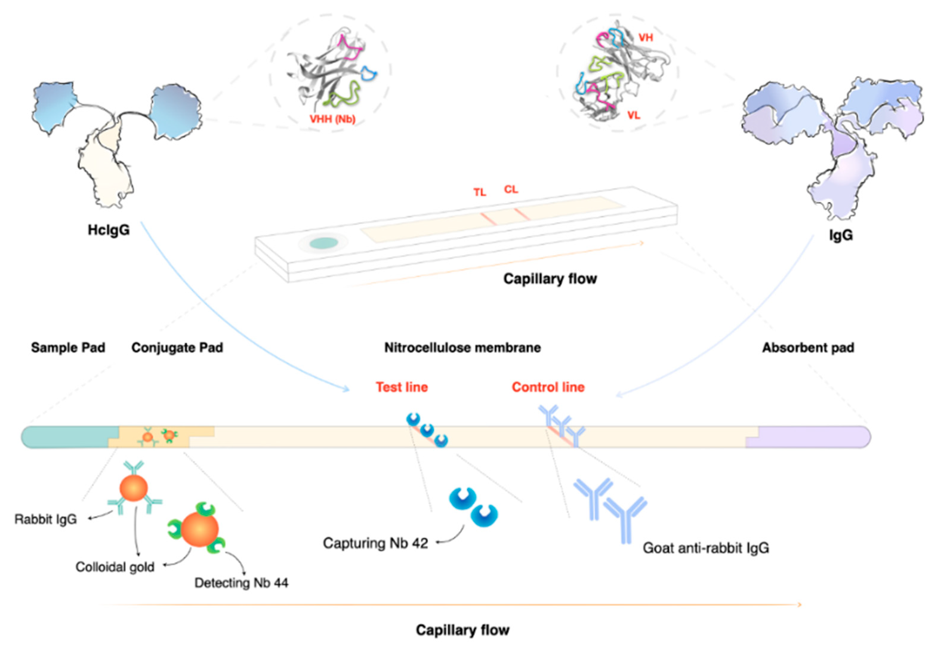 Pathogens 10 00679 g004 Pathogens 10 00679 g004