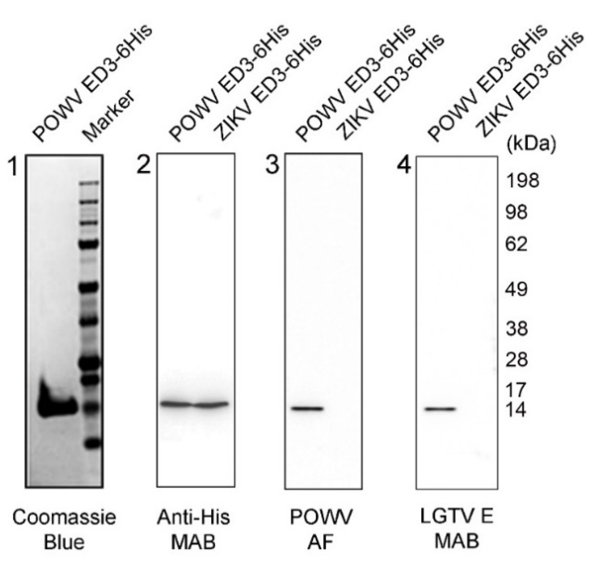 Pathogens 10 00680 g001