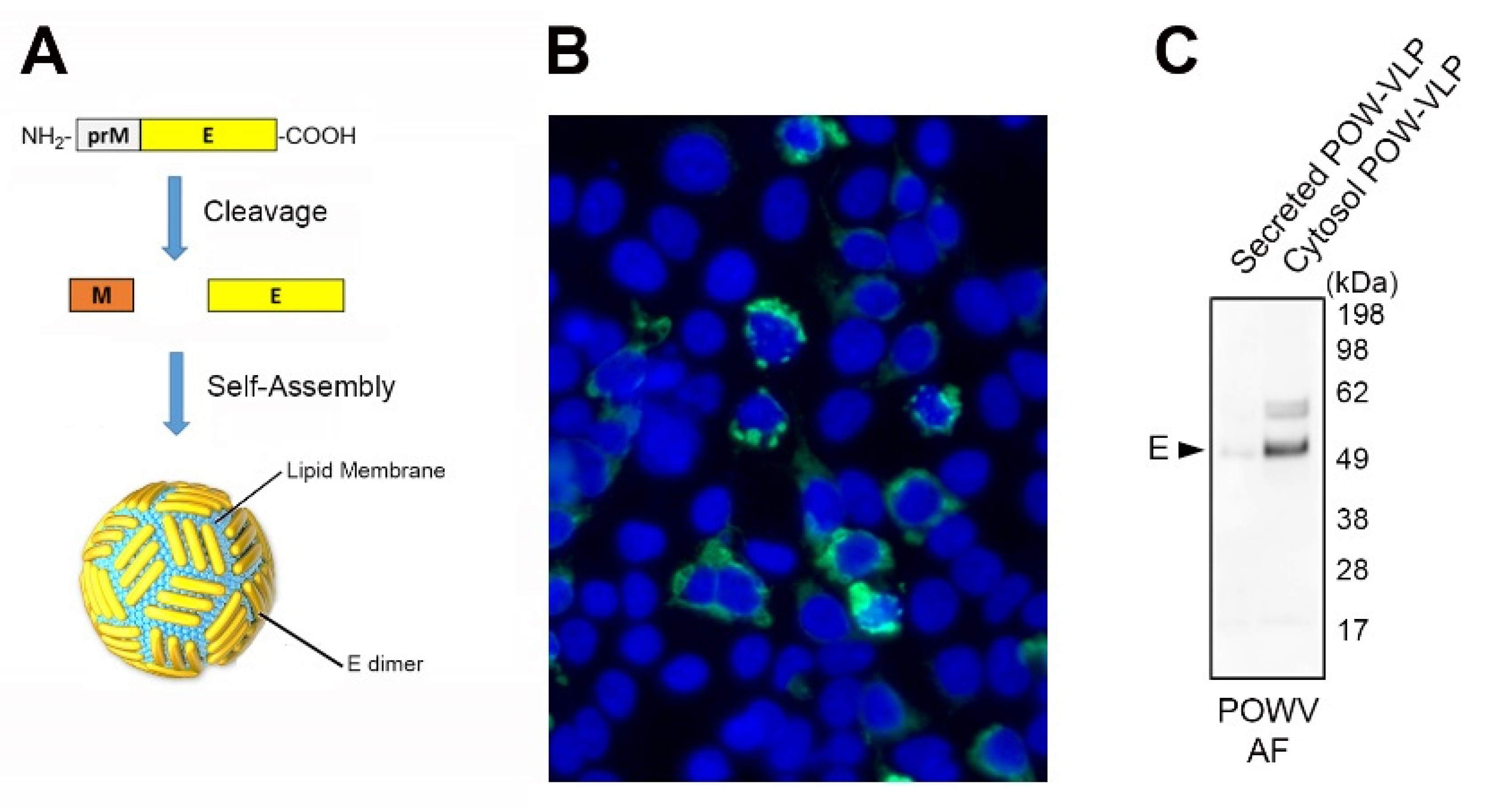 Pathogens 10 00680 g002