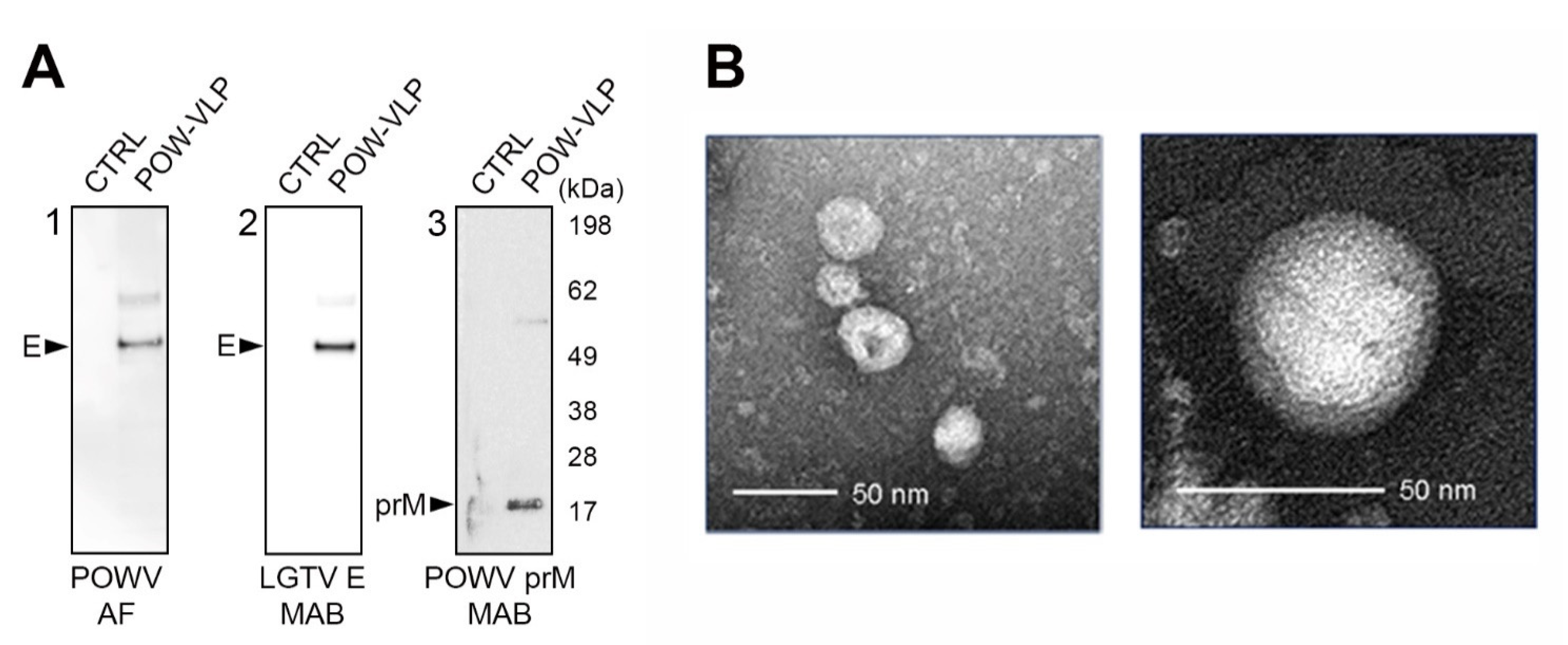 Pathogens 10 00680 g003