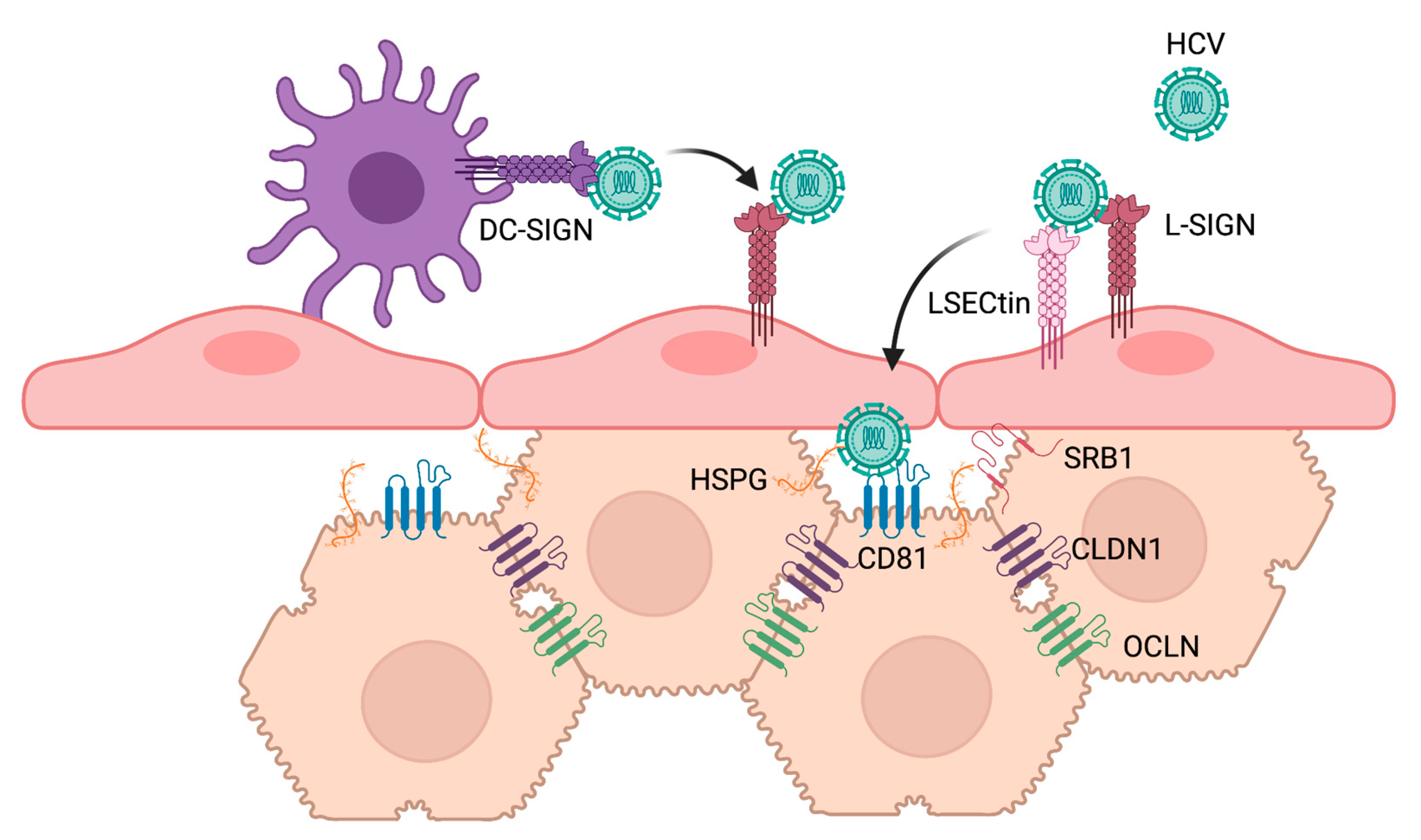 Pathogens 10 00685 g002
